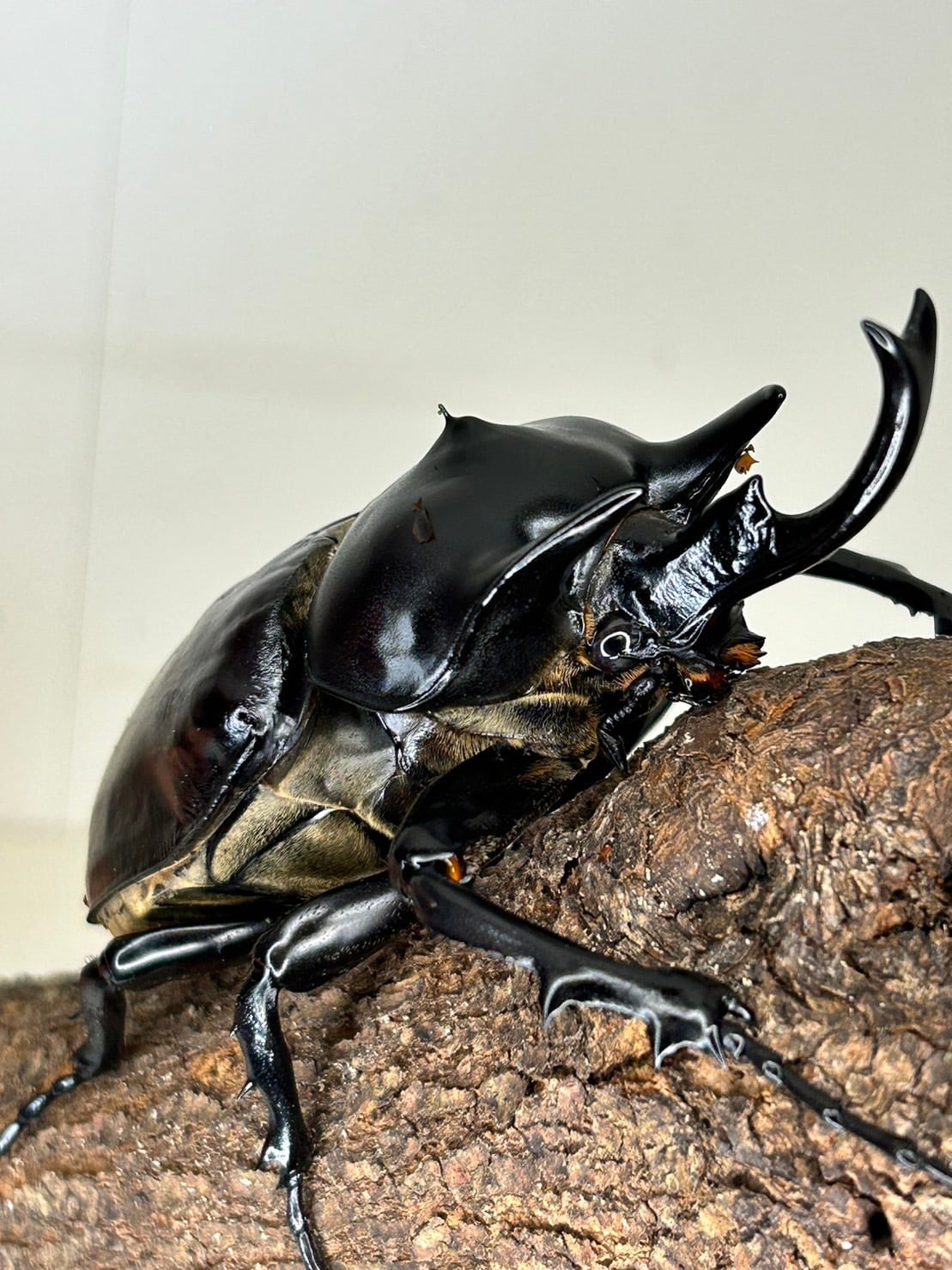 レックスゾウカブト 成虫 (オス) 別名 アクティオンゾウカブト オス