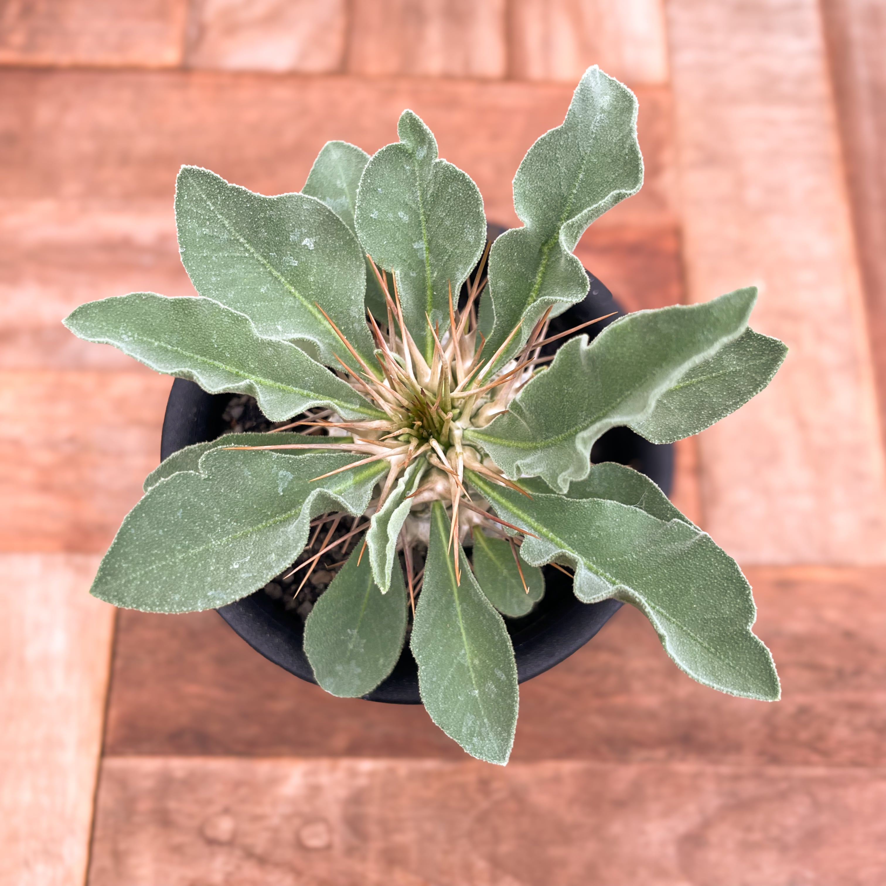 Pachypodium namaquanum【パキポディウム・ナマクアナム・光堂・実生