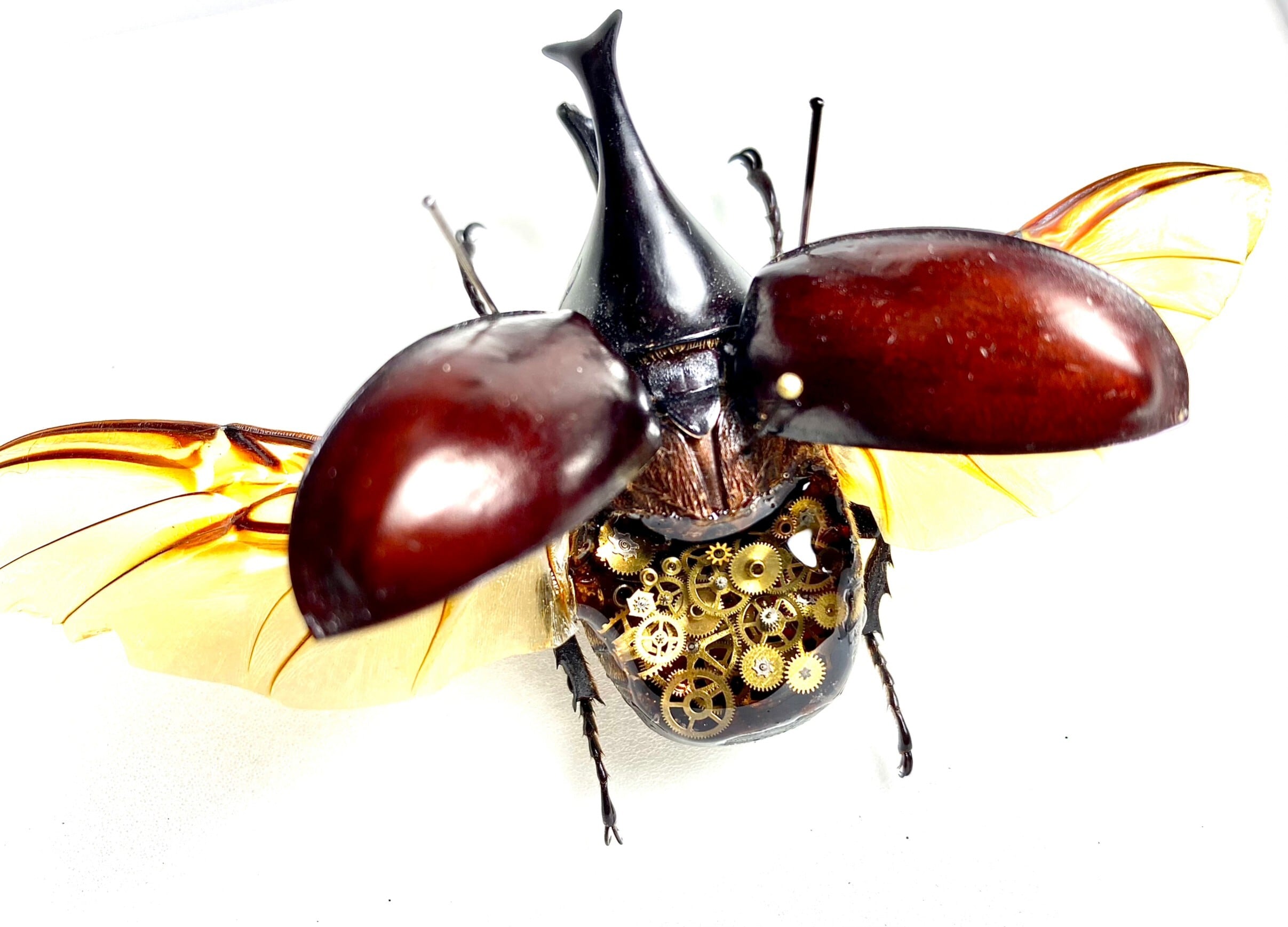 機械仕掛けの昆虫標本_ヒメカブト | うつせみ標本屋