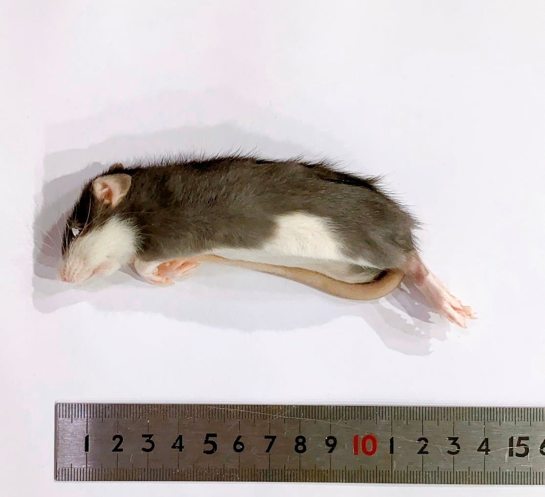 冷凍ラット 50サイズ | ネズミ屋さん