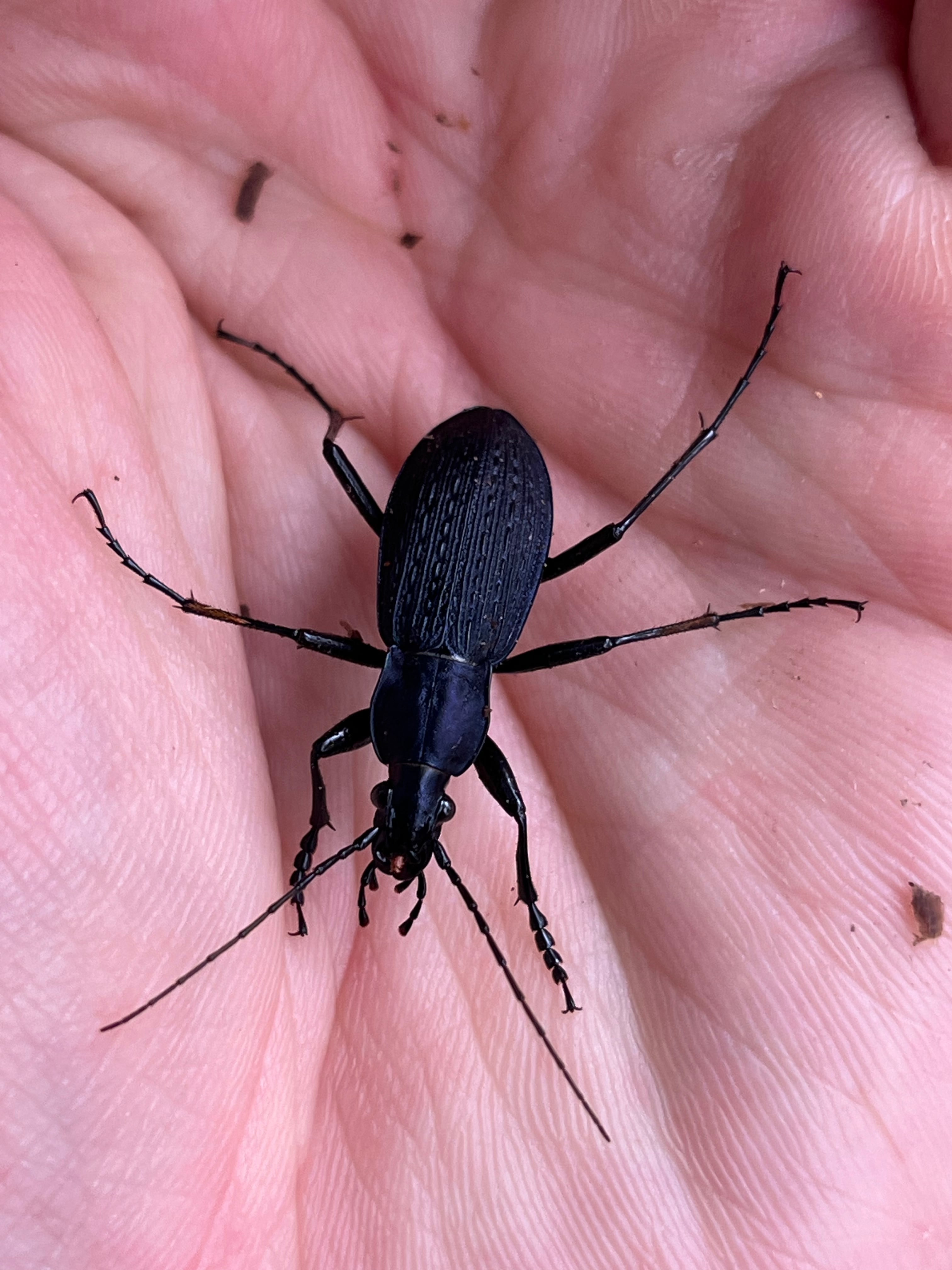 イボハダオサムシ標本 ☆クリミア半島産C.scabrosus tauricus Carabus