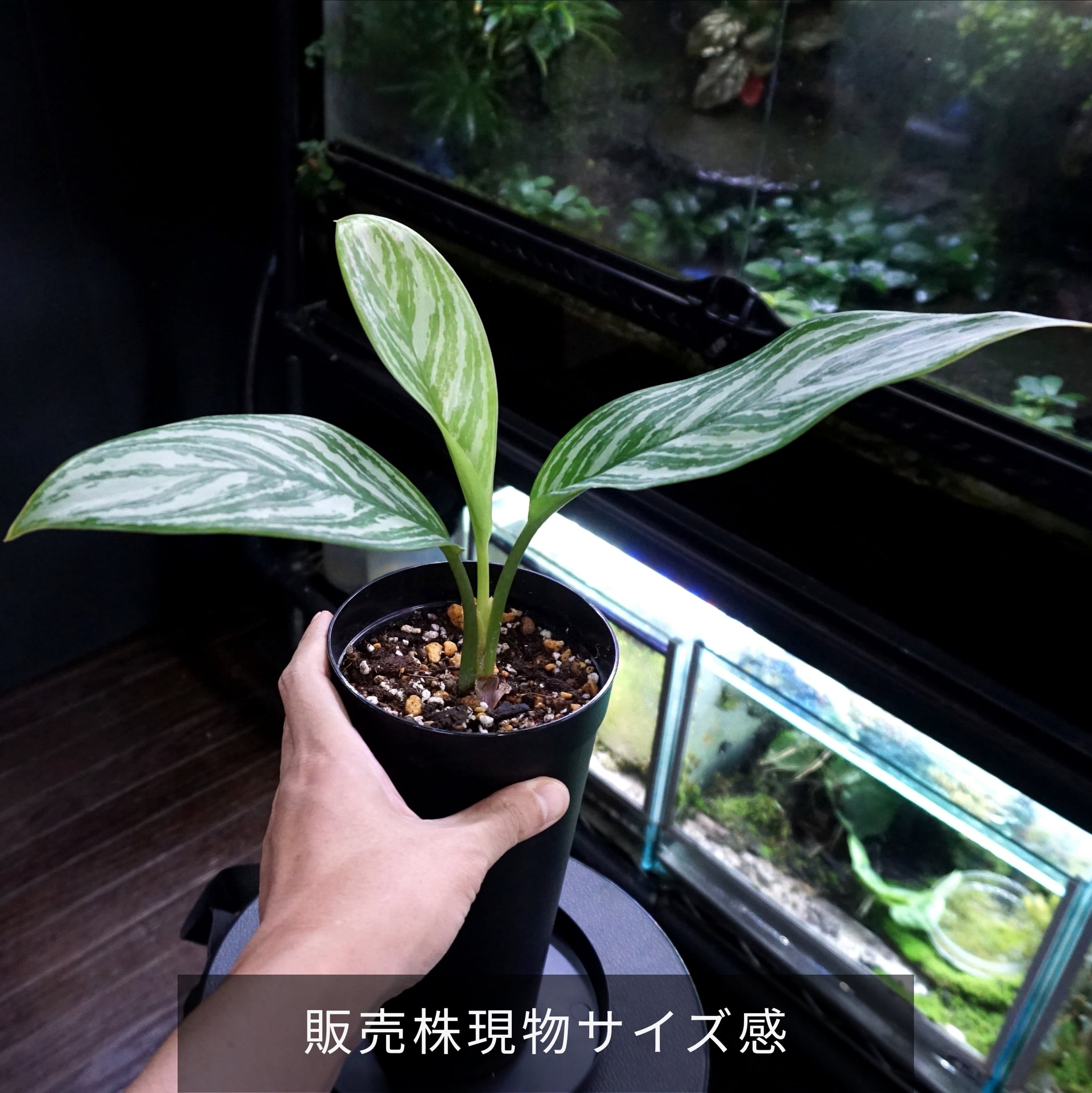 小株仕立て】アグラオネマ・カーティシー Aglaonema nitidum 'Curtisii