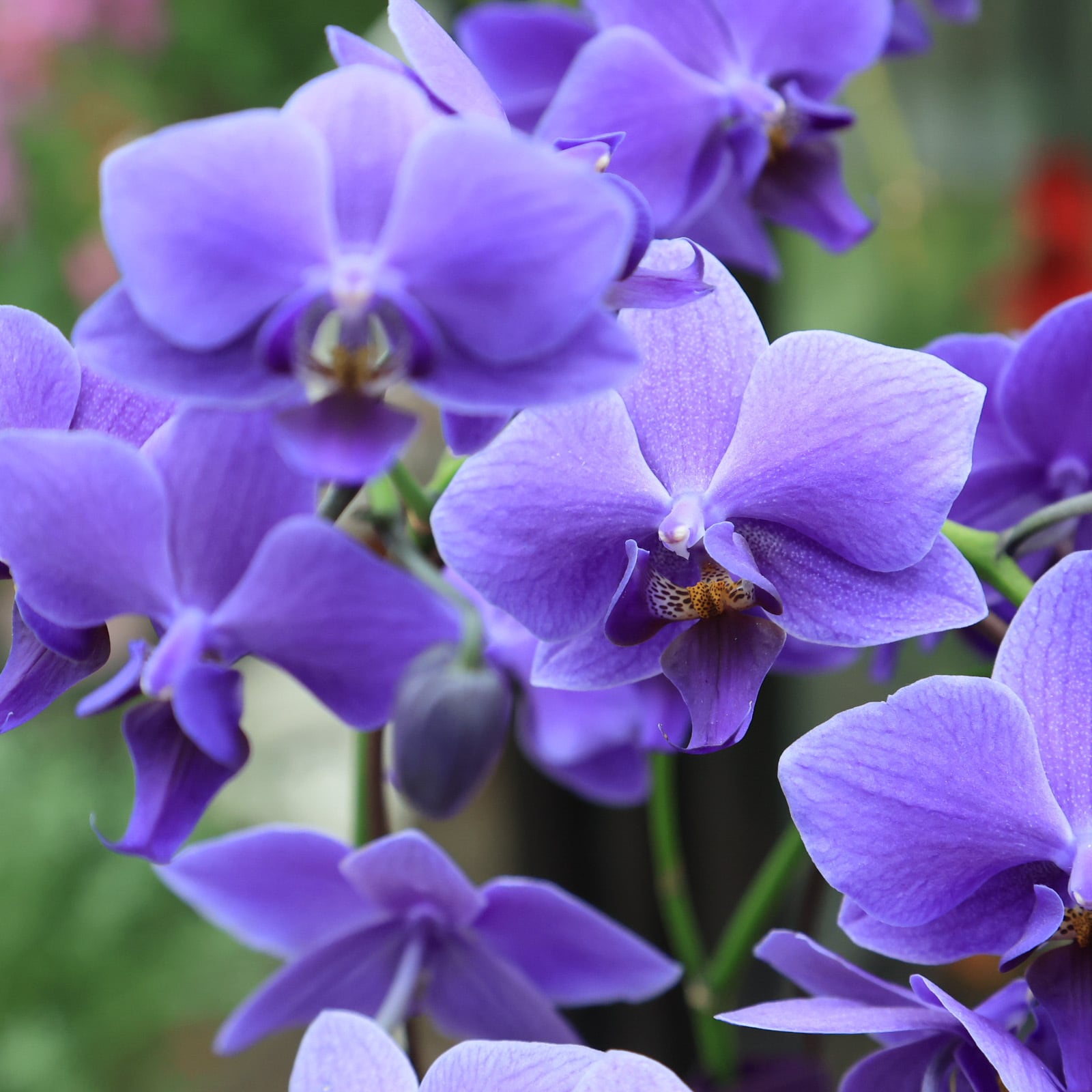 世界初！胡蝶蘭 ブルージーン○希少 青いコチョウラン 6号 大切な方へ