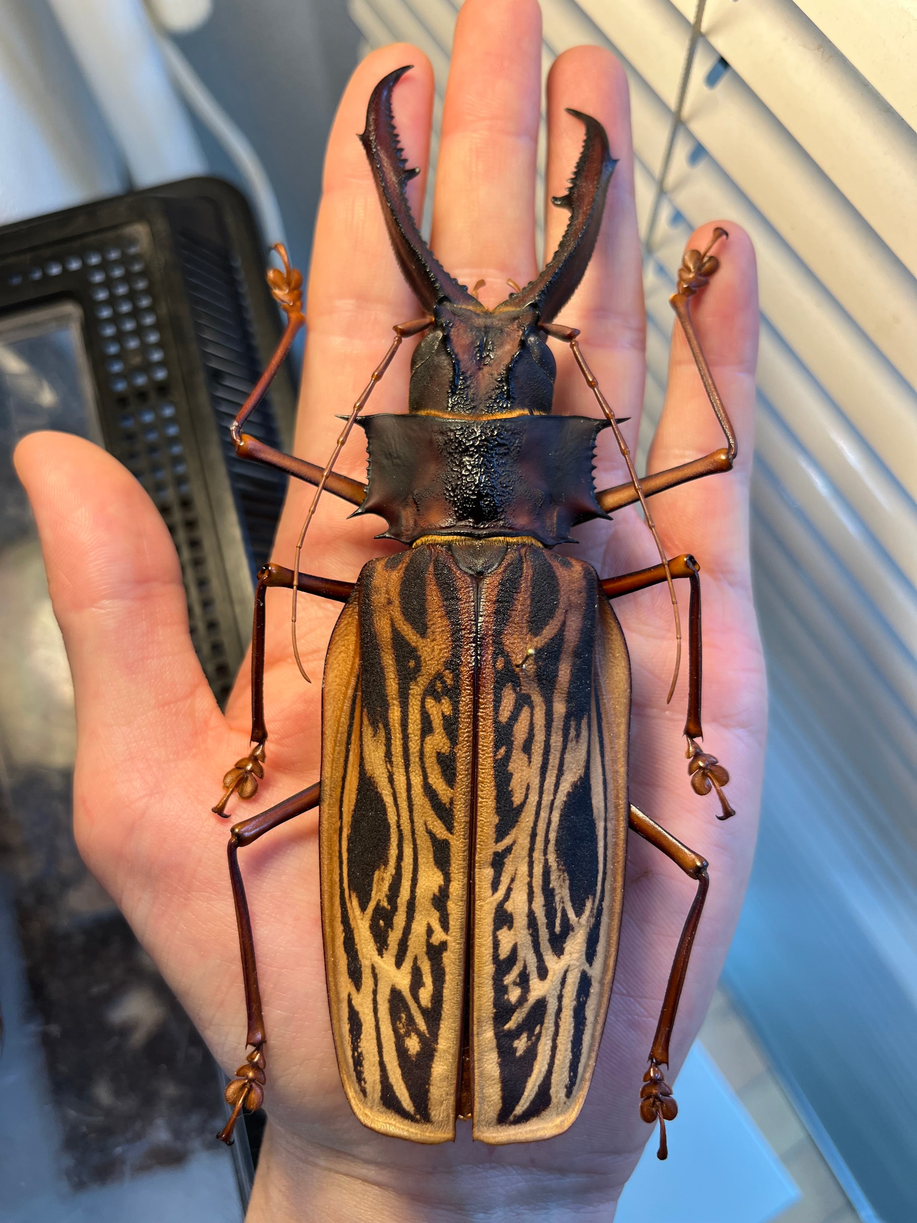 150mmup】オオキバウスバカミキリ標本 Macrodontia cervicornis