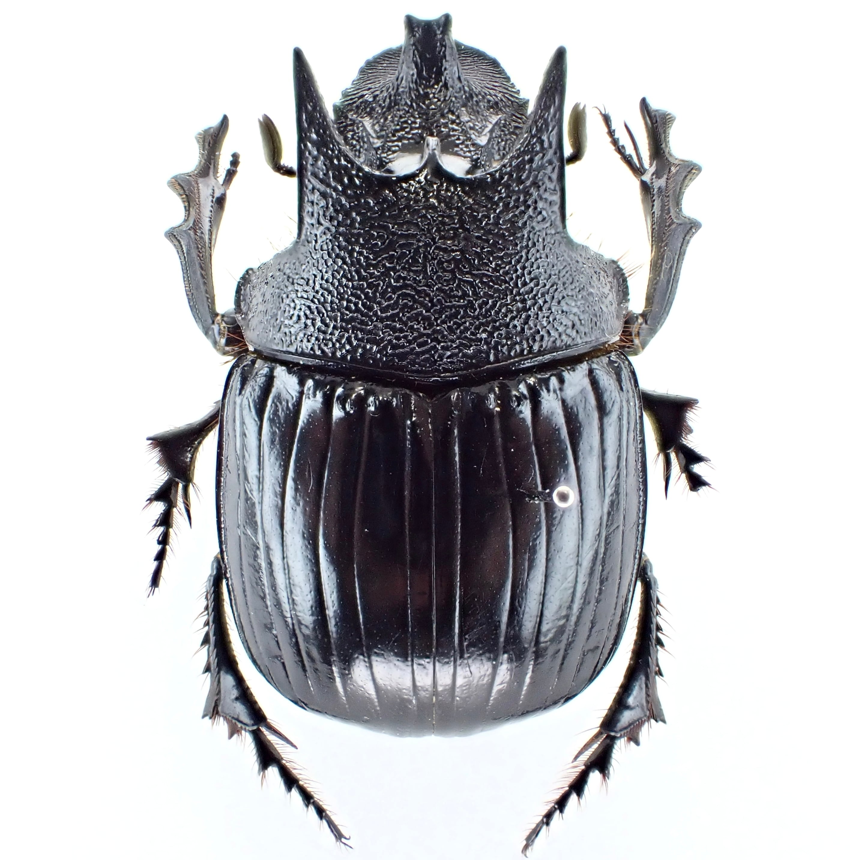 タンザニア産 Heliocopris neptuniformis ♂ 36mm | 昆虫標本 Diggers