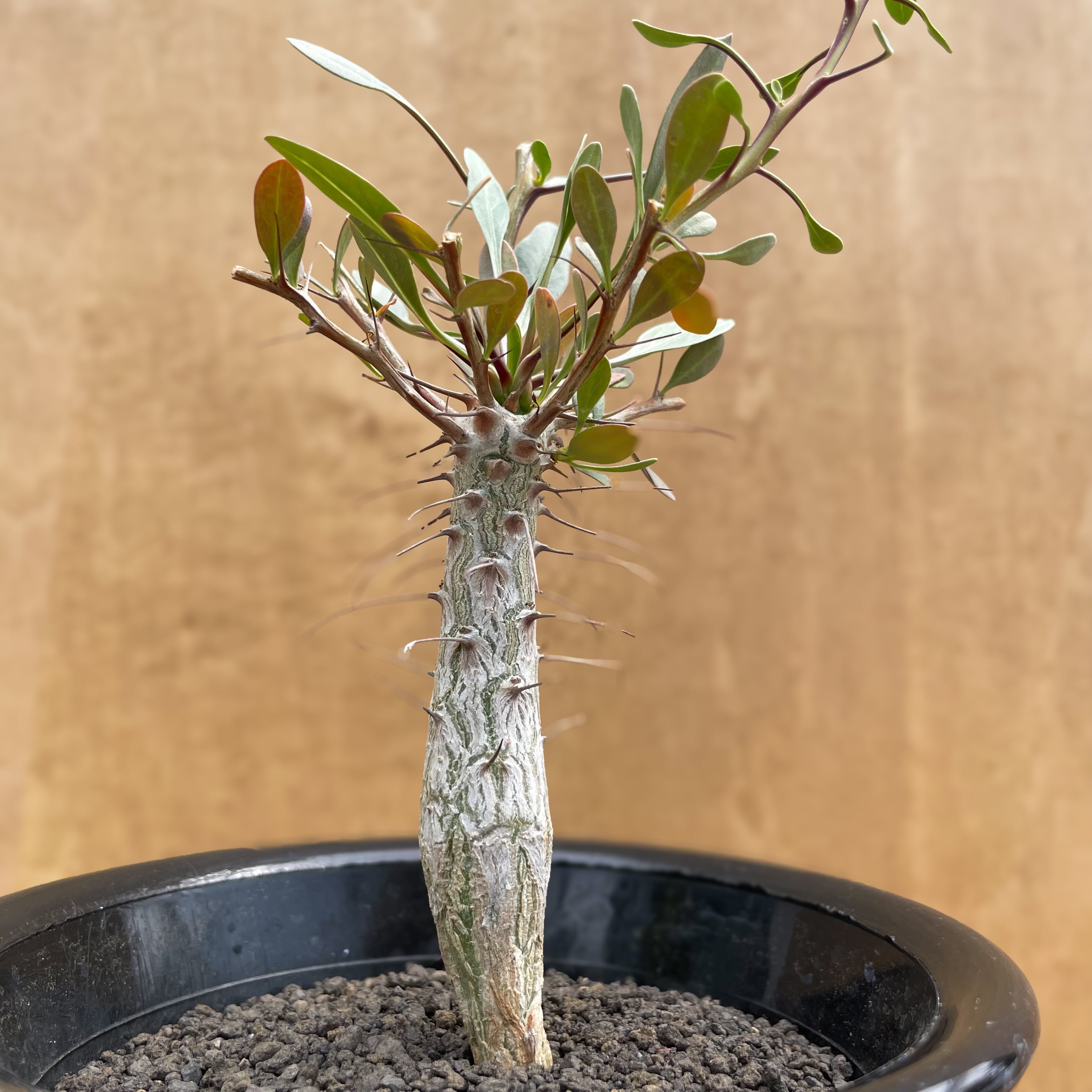 フォークイエリア コルムナリス 観峰玉 実生 【公式通販】