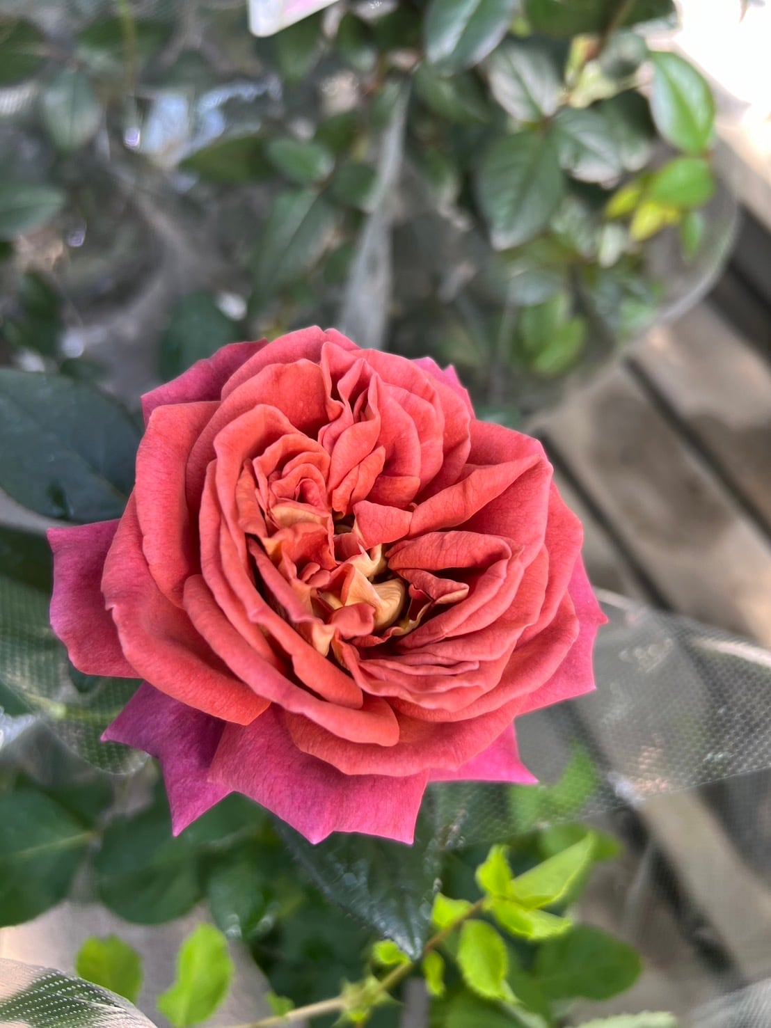 超希少！ 奇跡のバラ キスメット 5寸○四季咲き薔薇 木立バラ