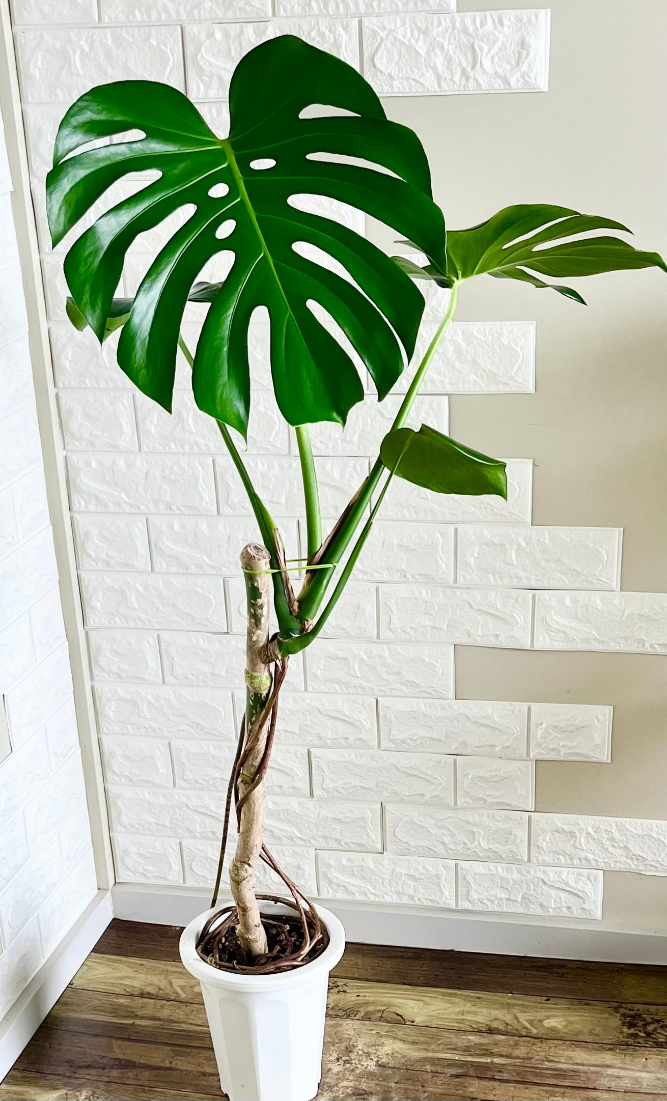 cae8e4afb114cec918241ad67b7b5d