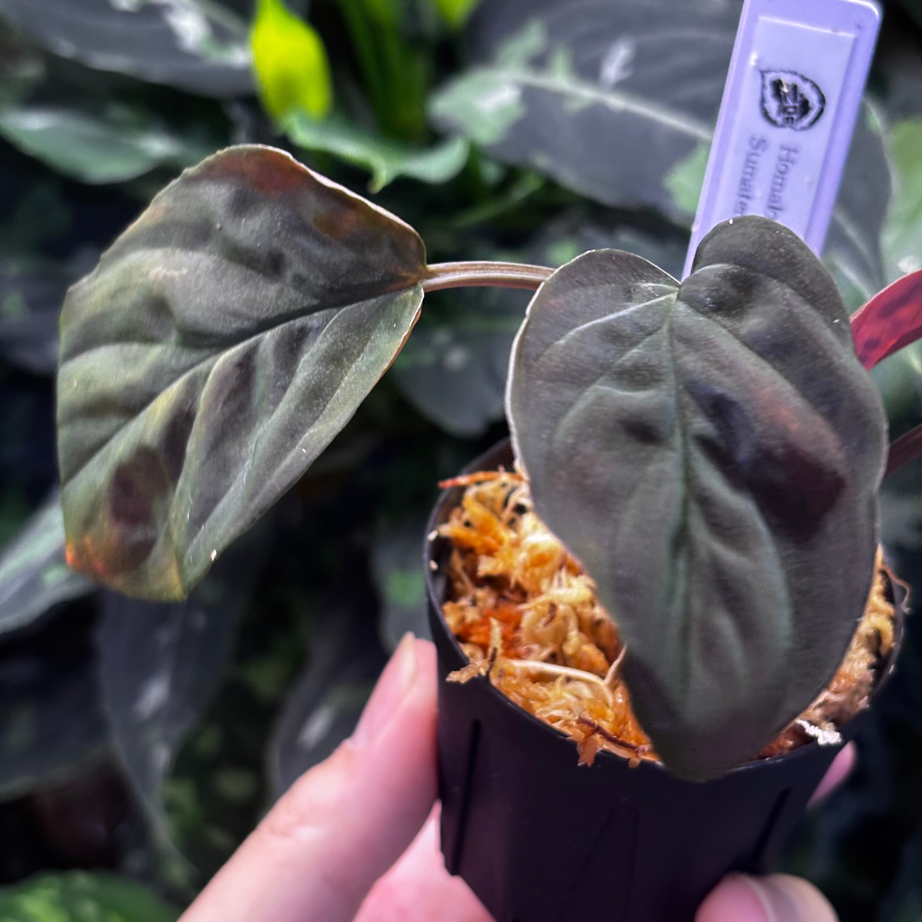 Homalomena sp. 黒錦Sumatera Utara 【ZOE0225-2p】① | 熱帯雨林植物