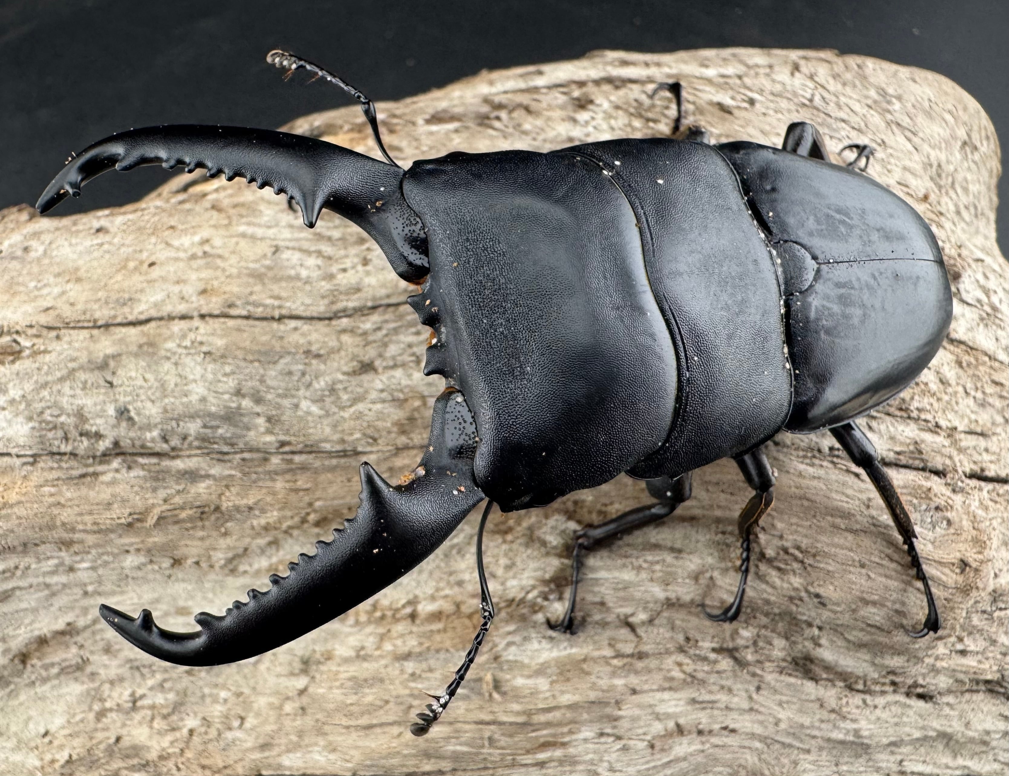 WD】《パラワンオオヒラタ 90mm ペア》 | KPW公式オンラインショップ