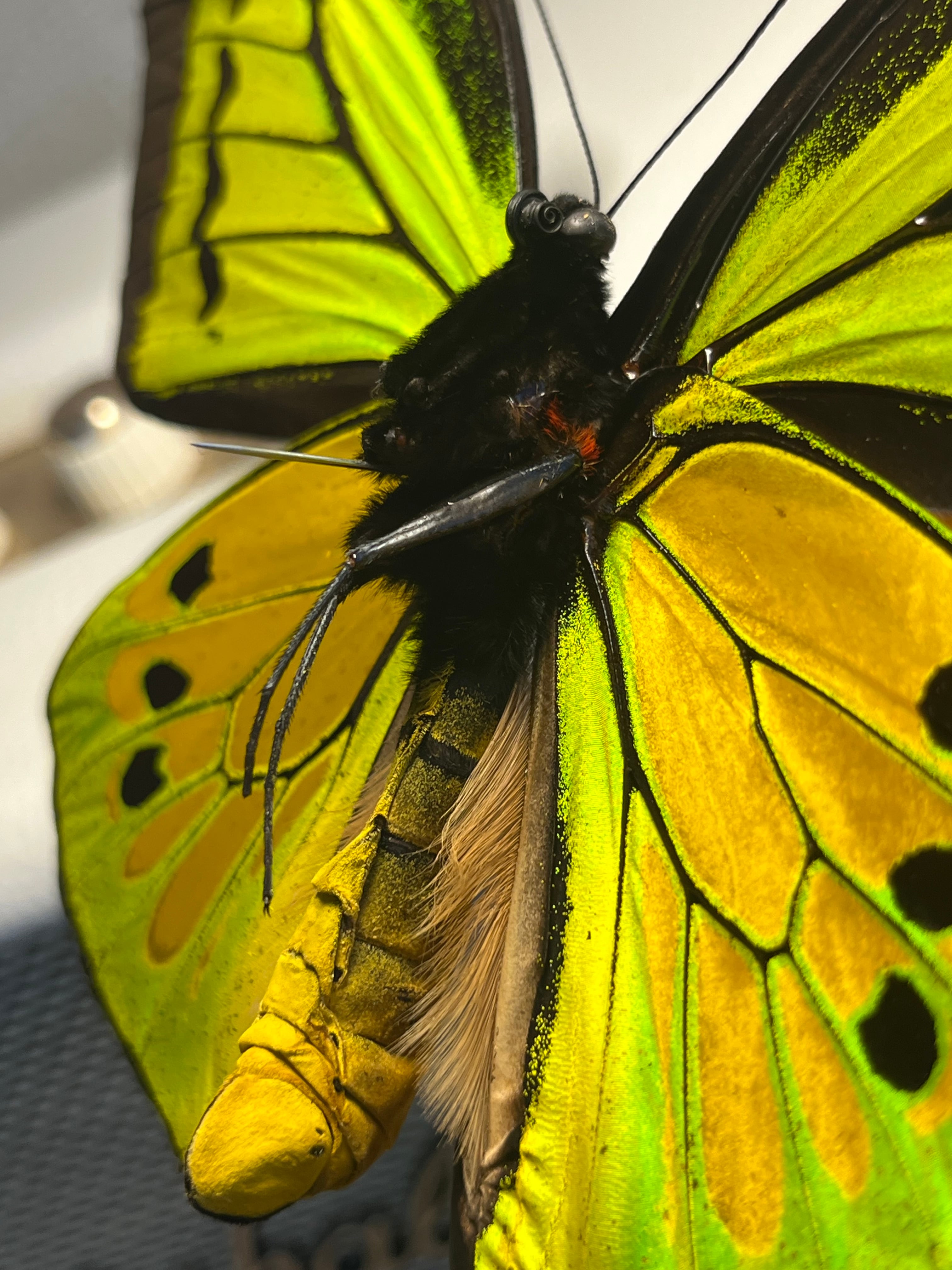 蝶最大級】ゴライアストリバネアゲハ 外国産蝶標本 蝶 標本 メガネ