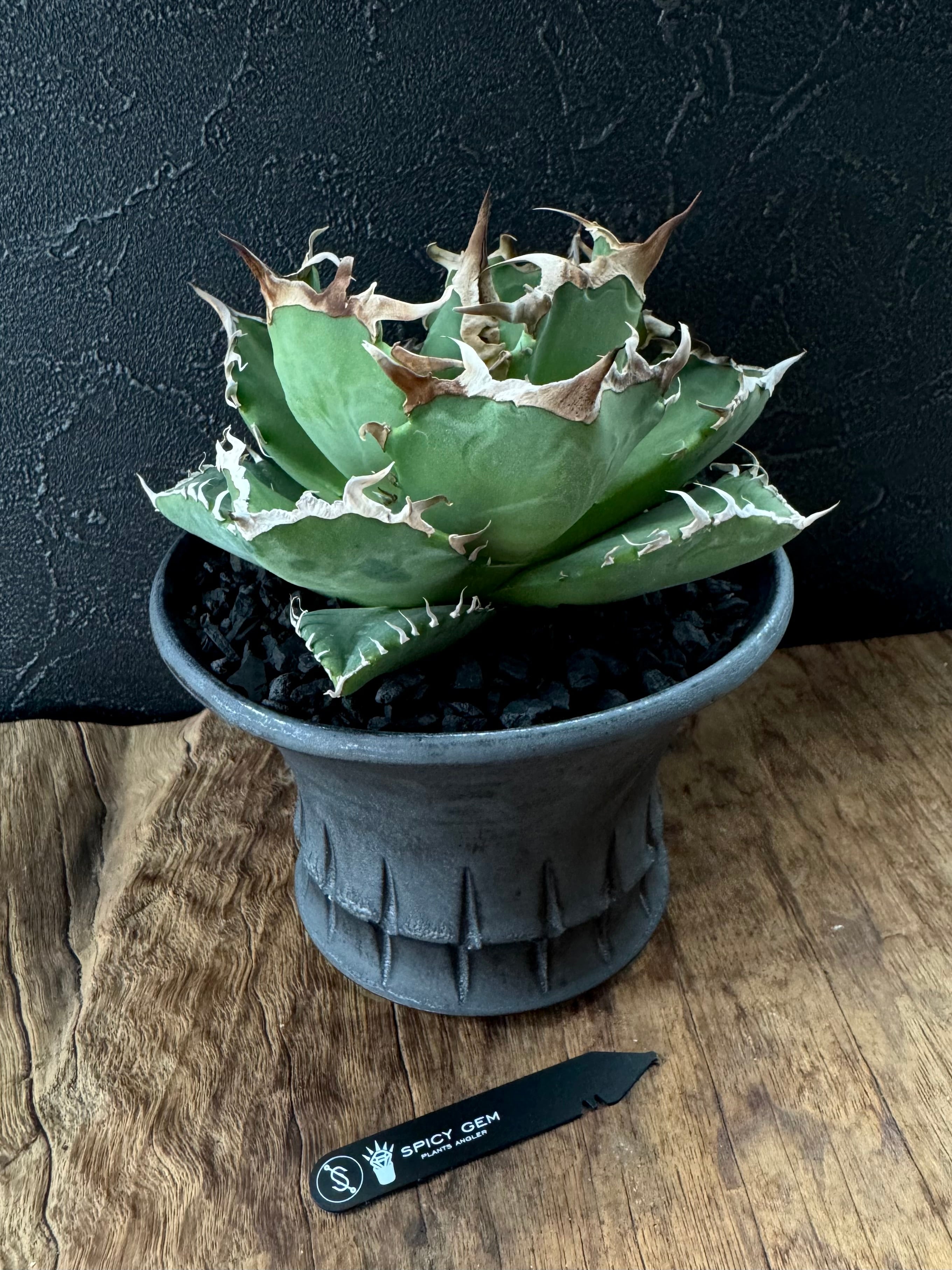 spicygem スパイシージェム small pot brass （検 raw life factory