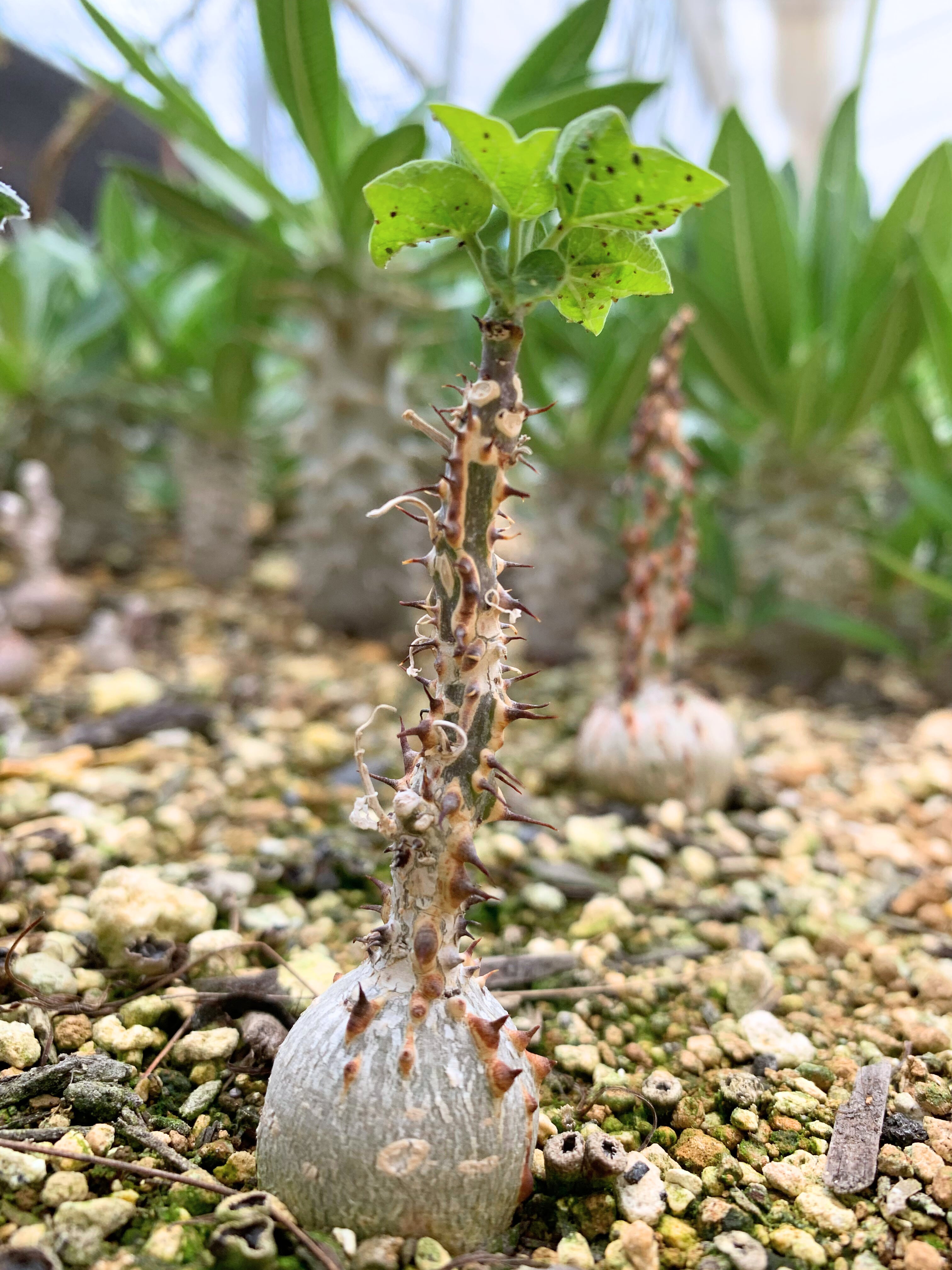 アデニア アクレアータ【実生】3年【送料着払い】R1 | CACTUS330