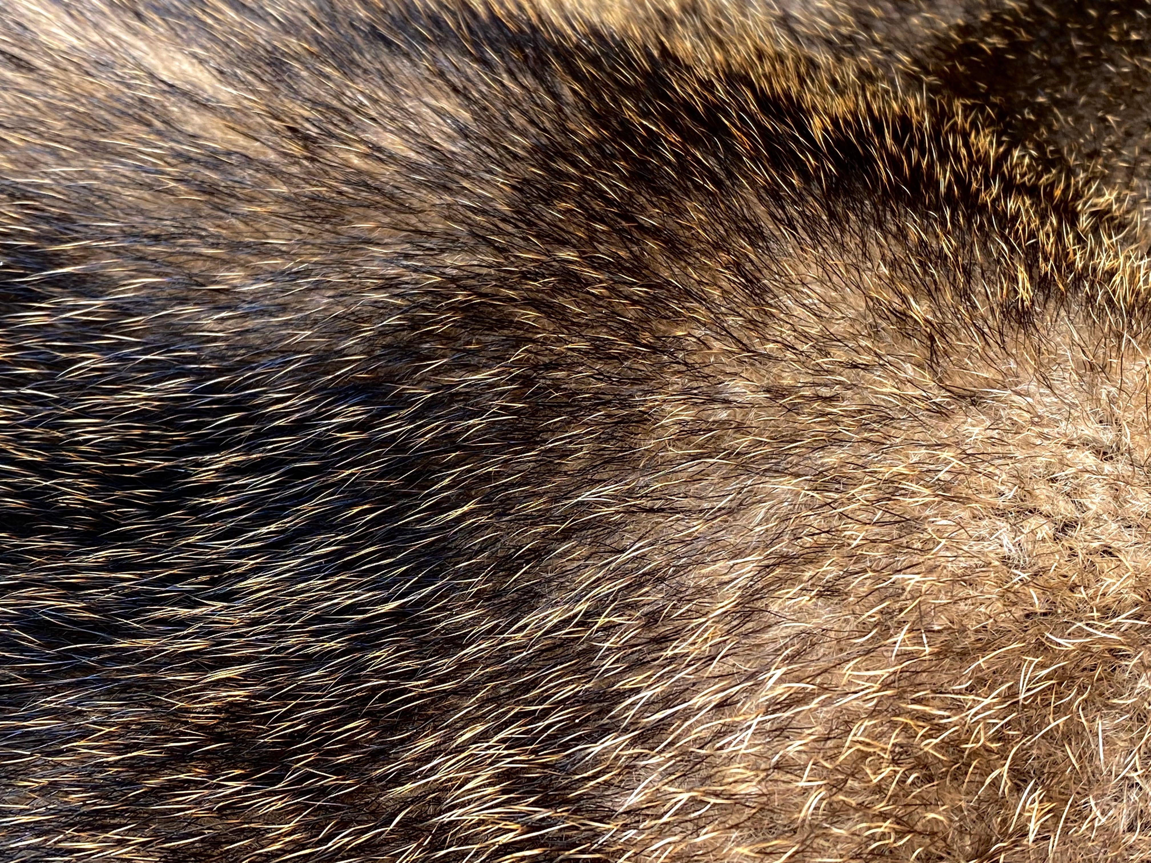 アナグマ毛皮 【製法】ピットタンニン鞣し | 【Bushcraft komorebi】