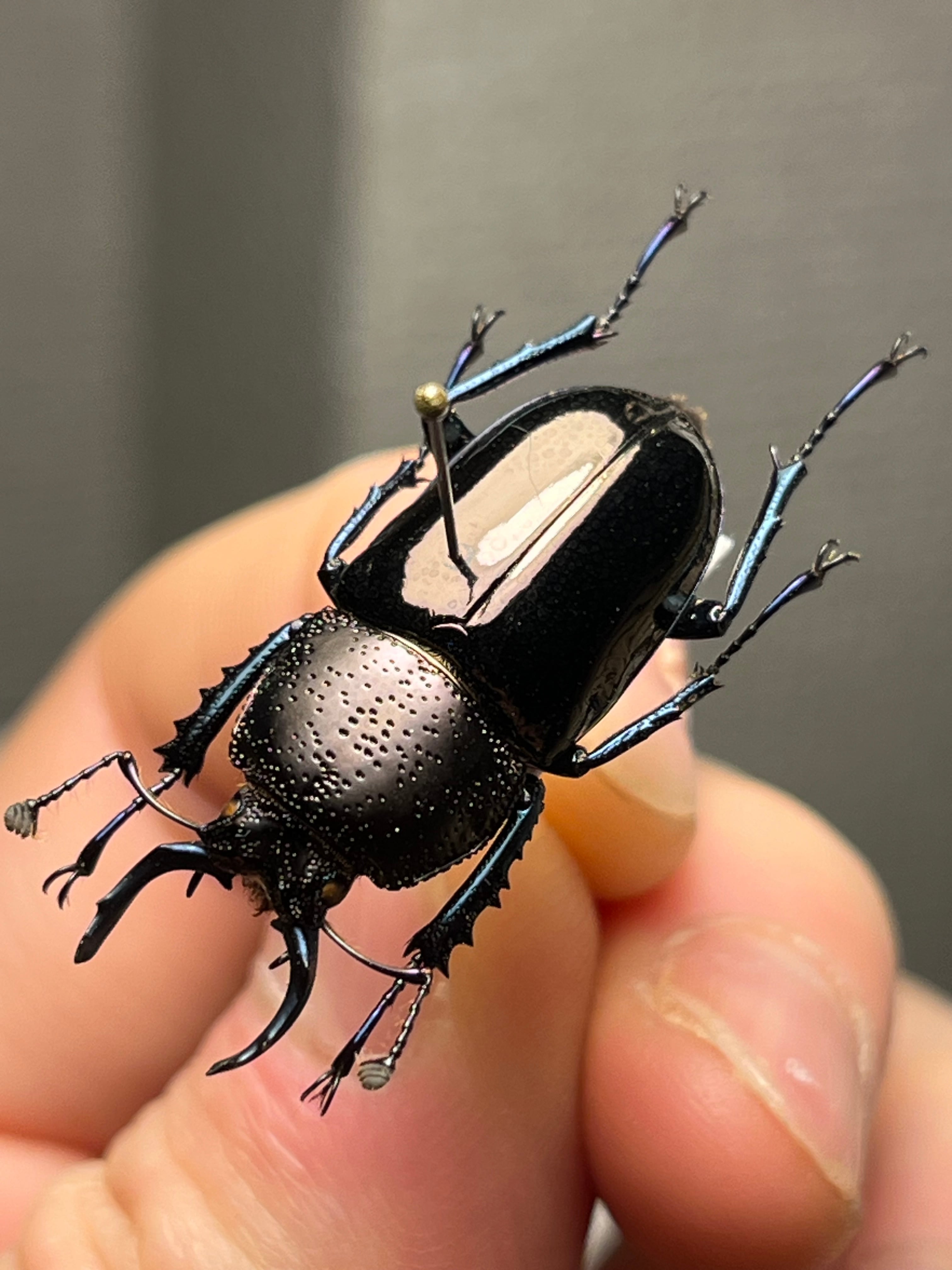 30mm】ドウイロクワガタ Streptocerus speciosus 智力宝石 WC チリ産