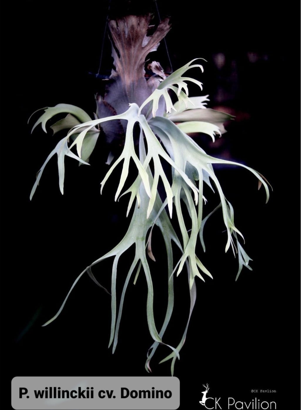 P.Willinckii cv. Domino's【artPLANTs】ビカクシダ/Platycerium