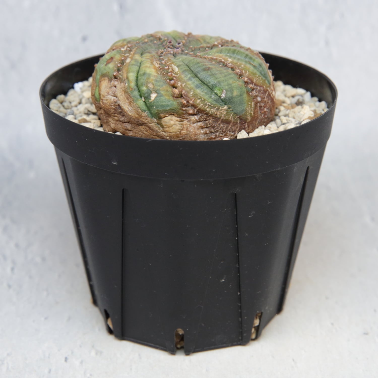 超扁平 木質化 モンスト 捻じれ オベサ / ユーフォルビア | LIGHTHOUSE