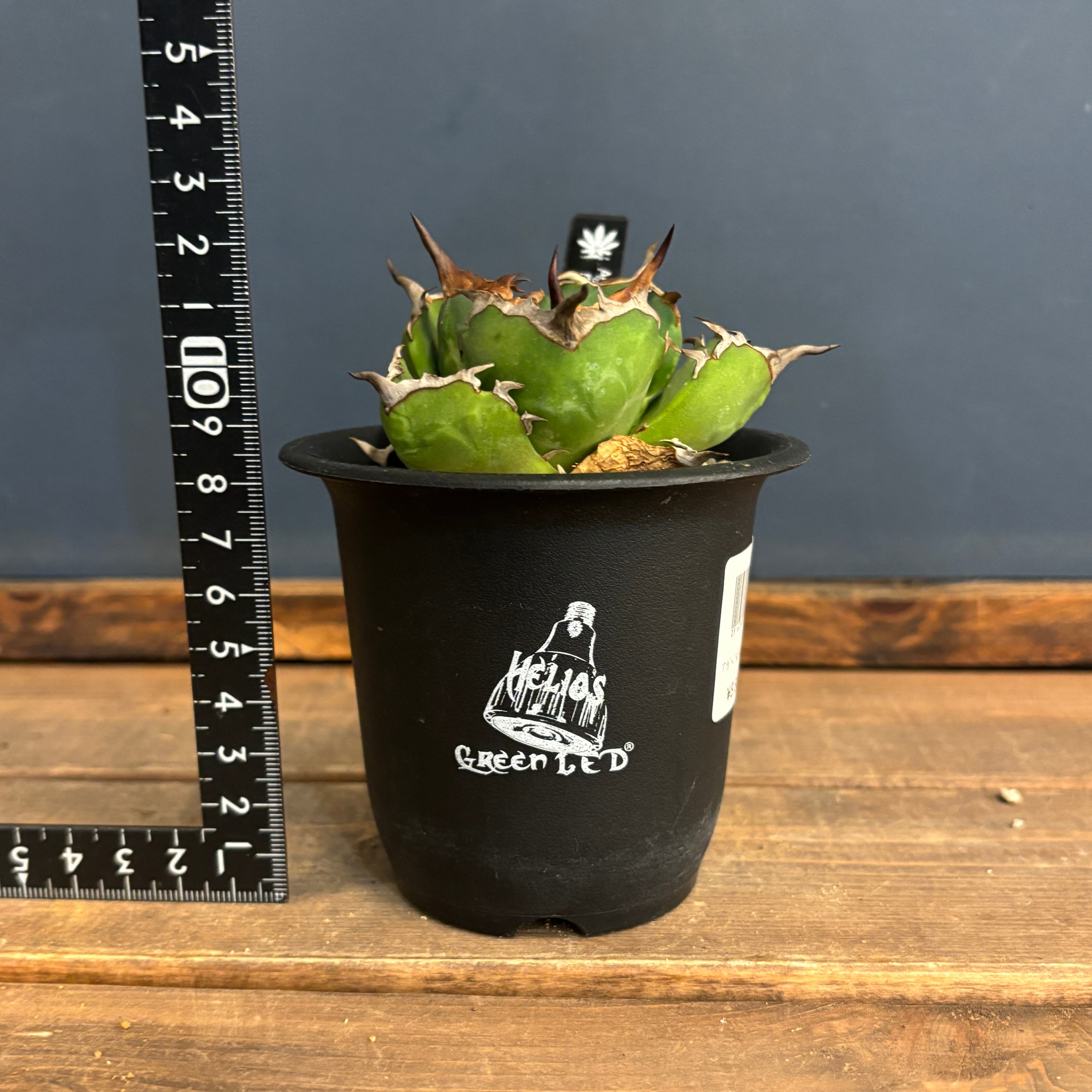 アガベ チタノタ ペルシアンドワーフ【113】 | PROTOLEAF プロトリーフ