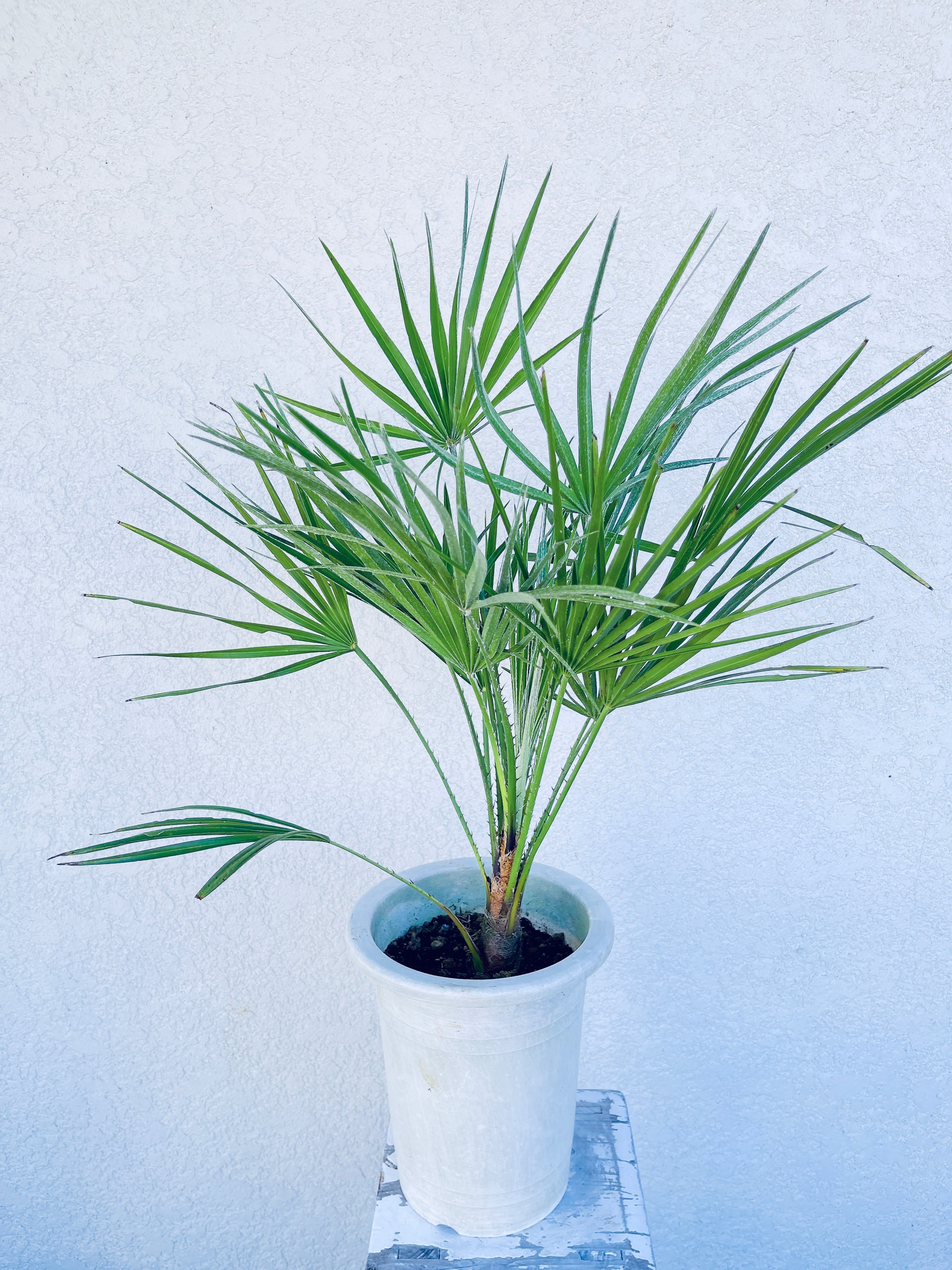 希少 チャメロプス チャメロップス フミリス セリフェラ 80㎝ シルバー