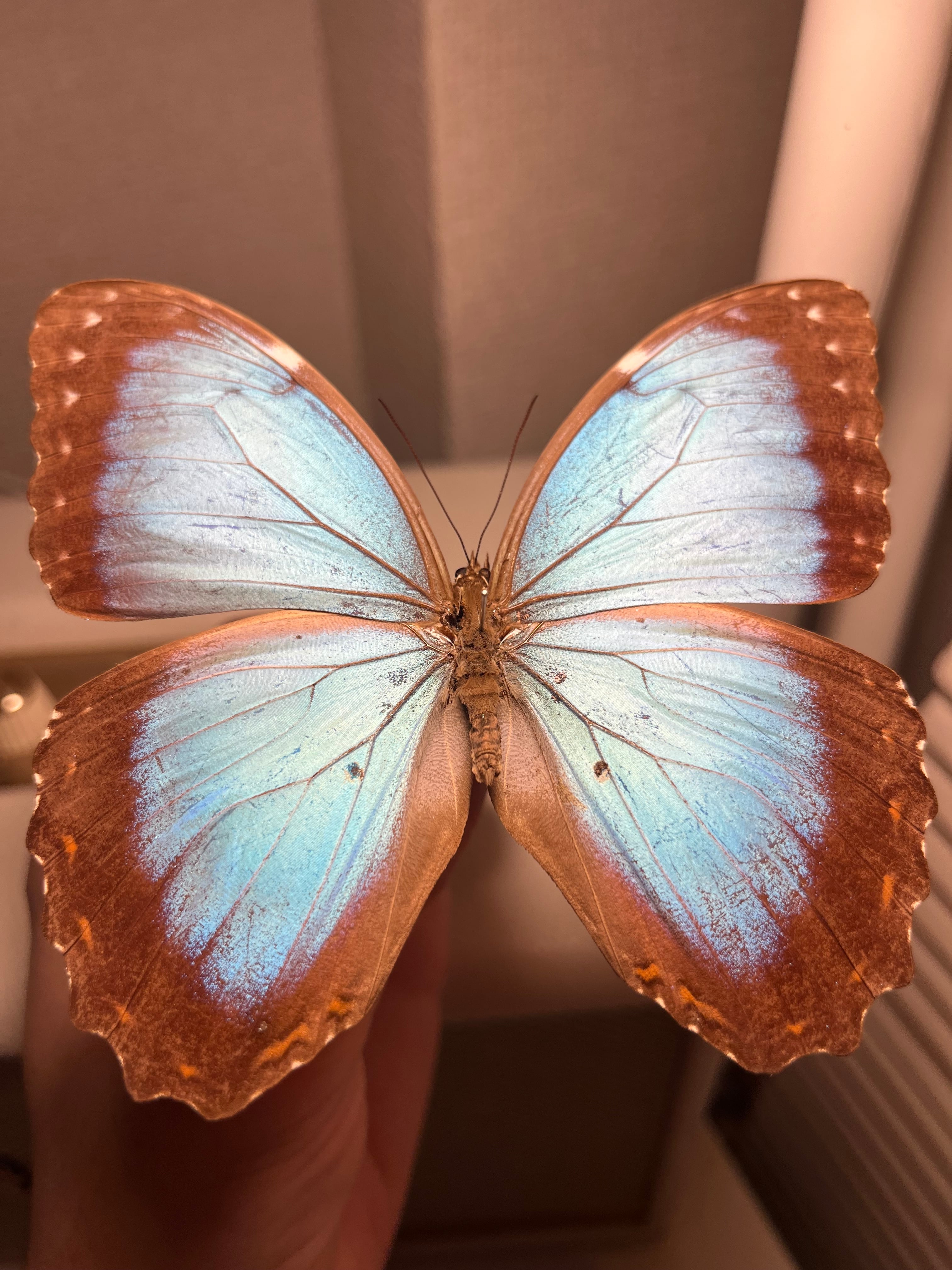 121mm】タイタンオオウスバカミキリ カブトムシクワガタハナムグリ昆虫