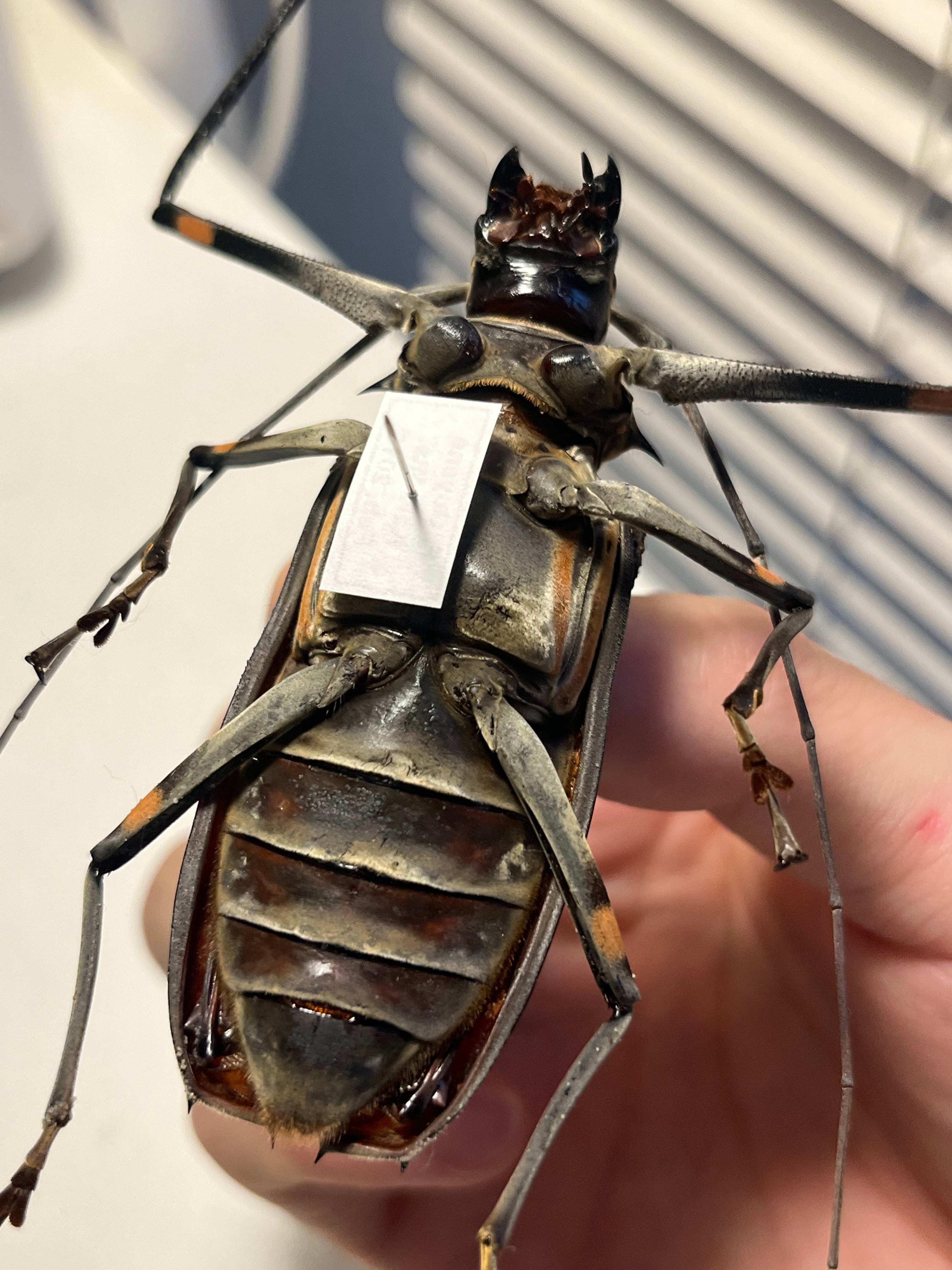 極美個体】テナガカミキリ 全長74mm 昆虫標本甲虫ハムシサソリ