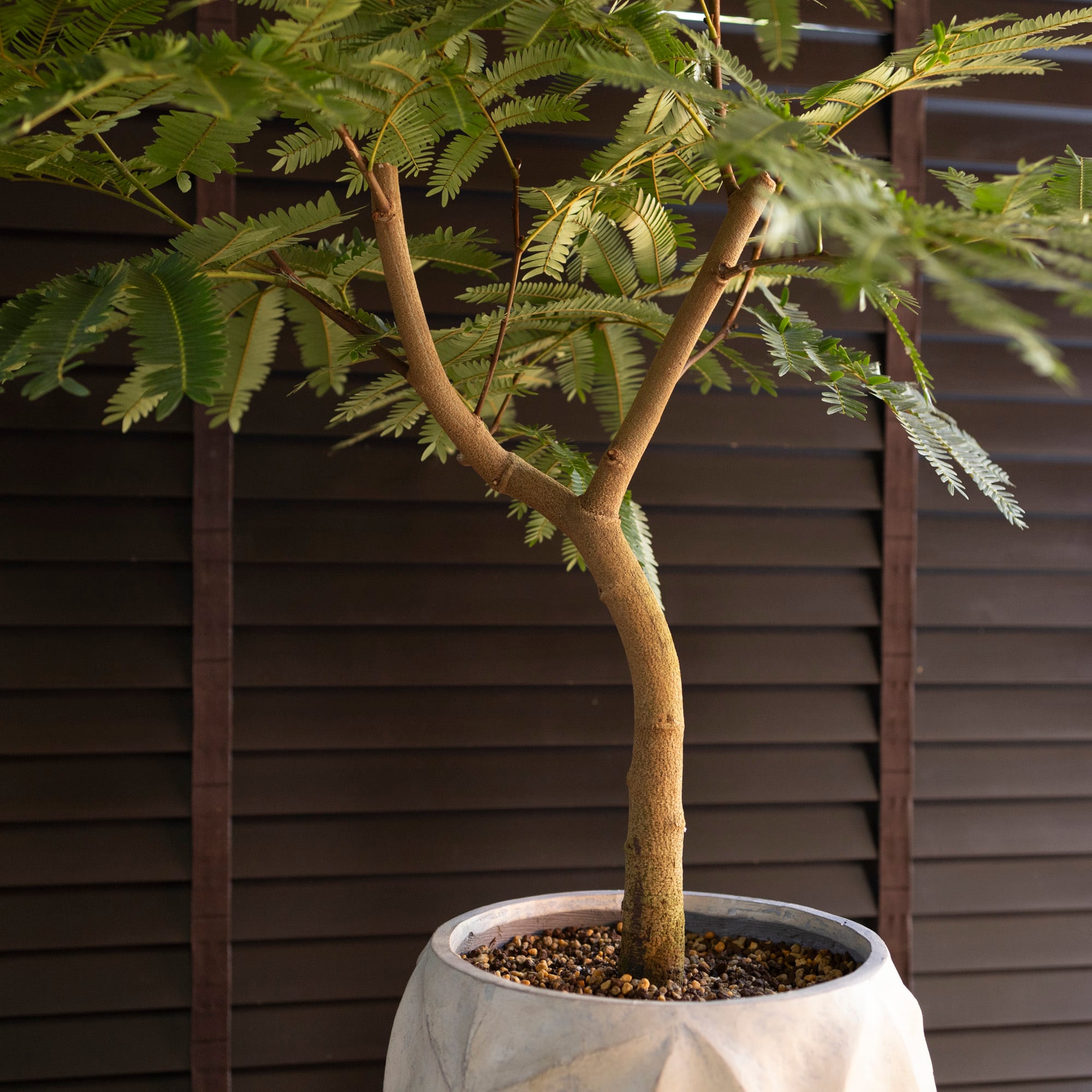 幹太 エバーフレッシュ 9号 陶器鉢 盆栽 Ever fresh Pithecellobium