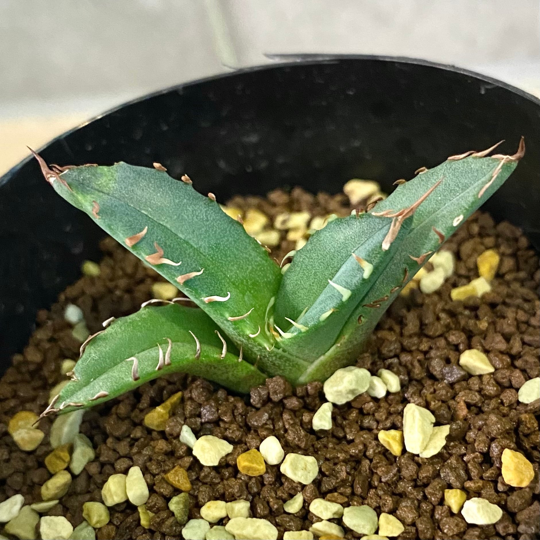 agave titanota / アガベ チタノタ 【子株】【観葉植物】【多肉植物
