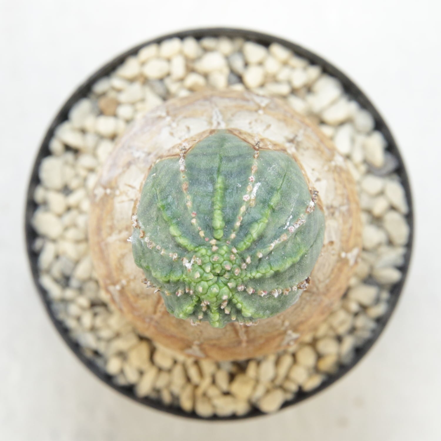 メス株【厳選株】白木 木質化 美模様 マイクロ マウンテン オベサ