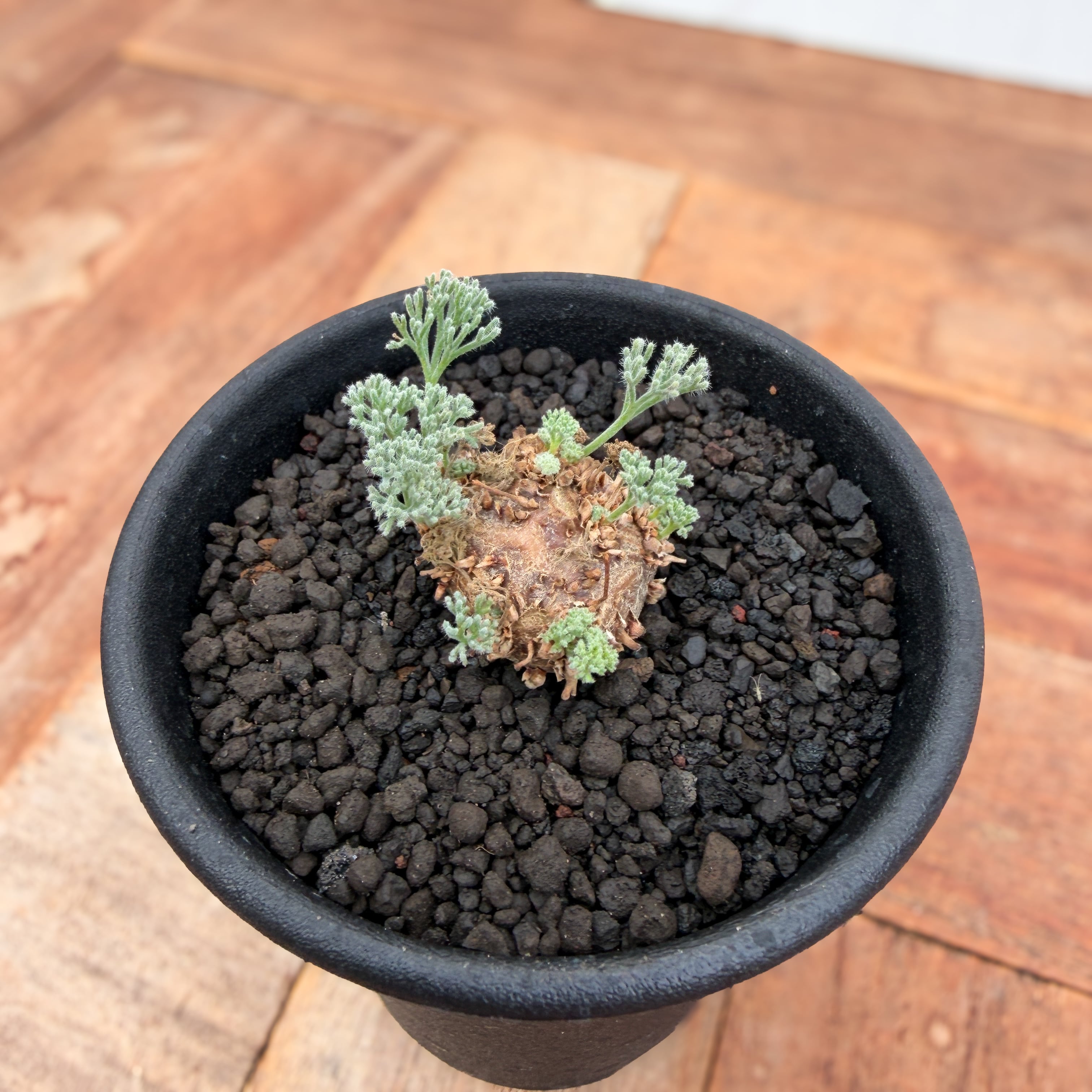 Monsonia peniculina 【モンソニア・ペニクリナム・実生】 | RIMO'S