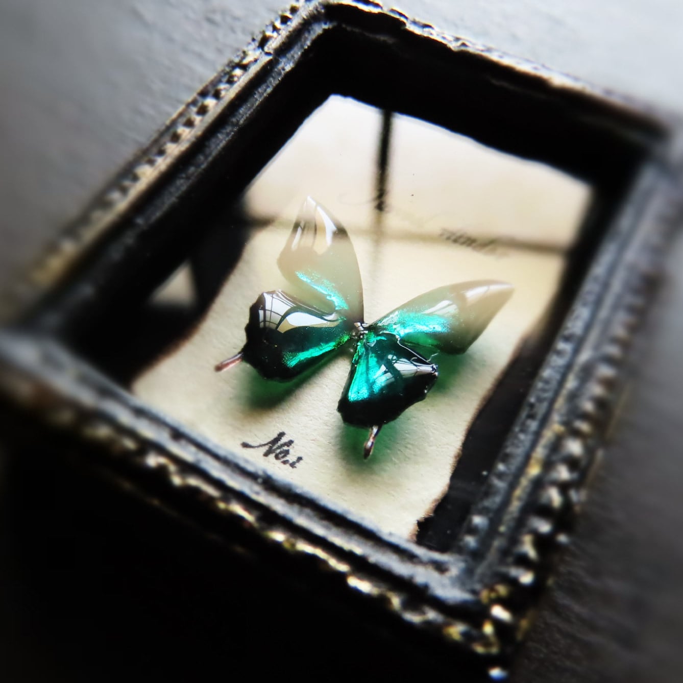 宝石蝶標本［No.1］ | ﾋﾞｬｸﾑ ｾｲｻｸｼｮ