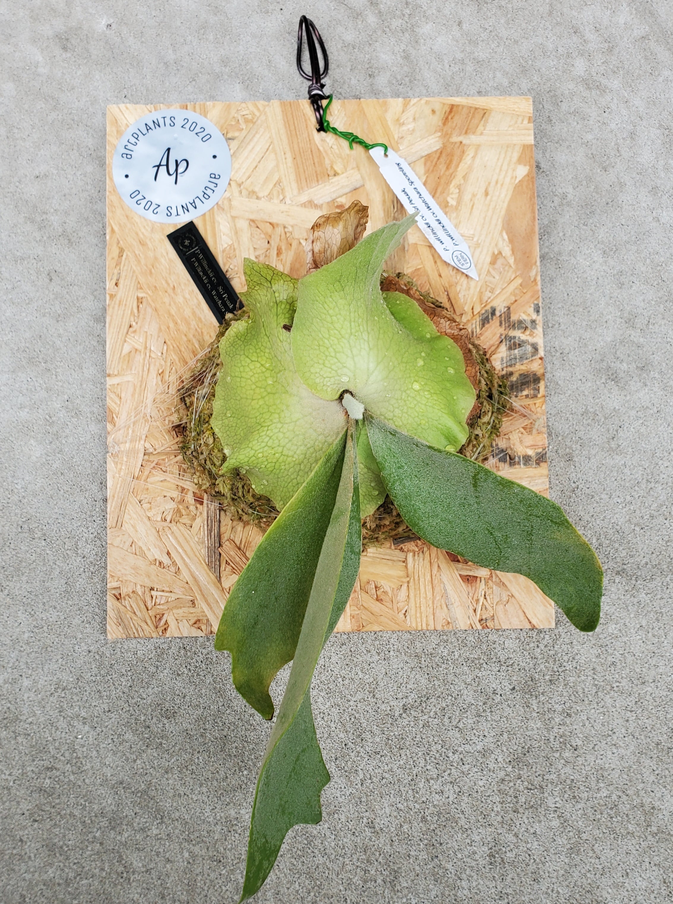 P.Willinckii cv Sri Peuak × P. Willinckii cv Watchara Sporeling