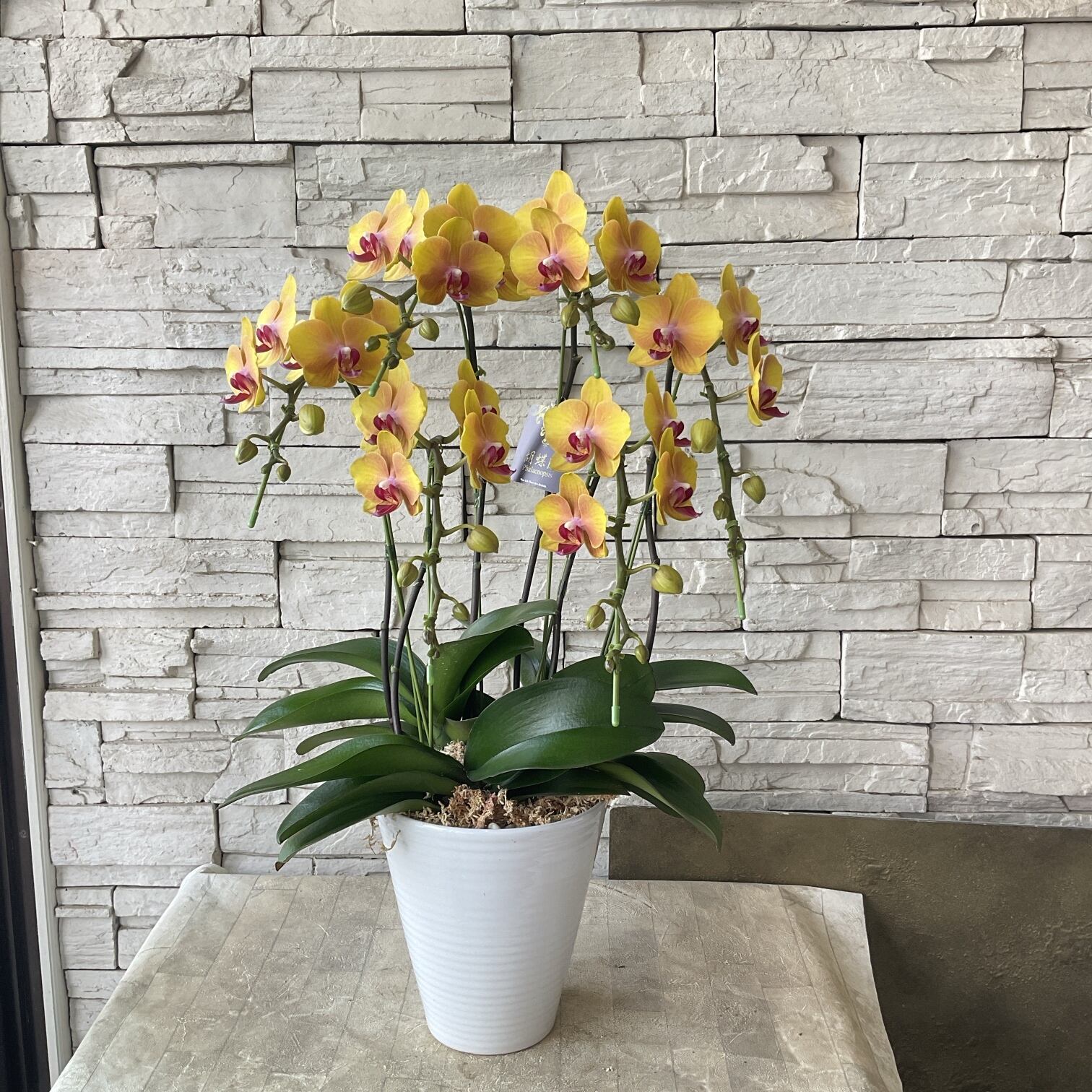 送料無料】胡蝶蘭 ゴールデンレディ 6寸鉢 | 橋本種苗園