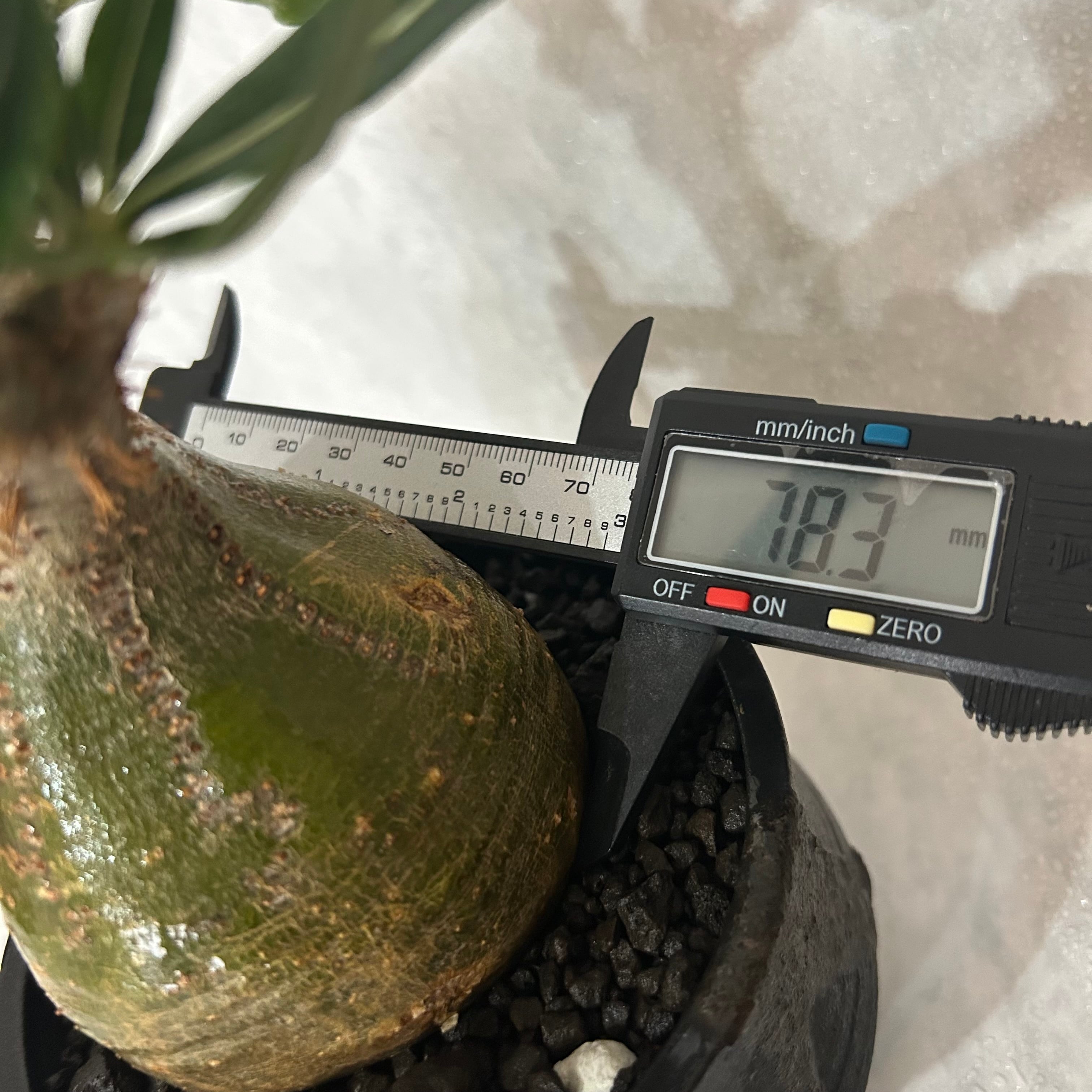 パキポディウム グラキリス4.5号(信楽焼鉢入り) | PLARE