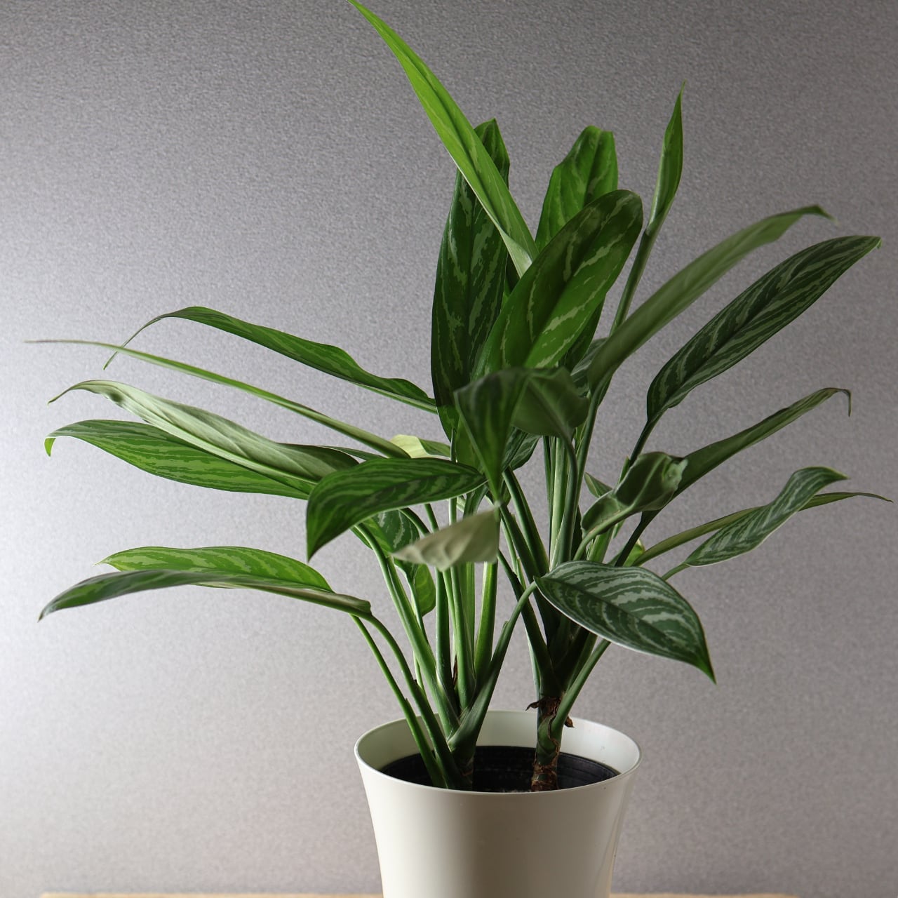 395 レオンが愛した『アグラオネマ カーティシー』観葉植物 【送料無料