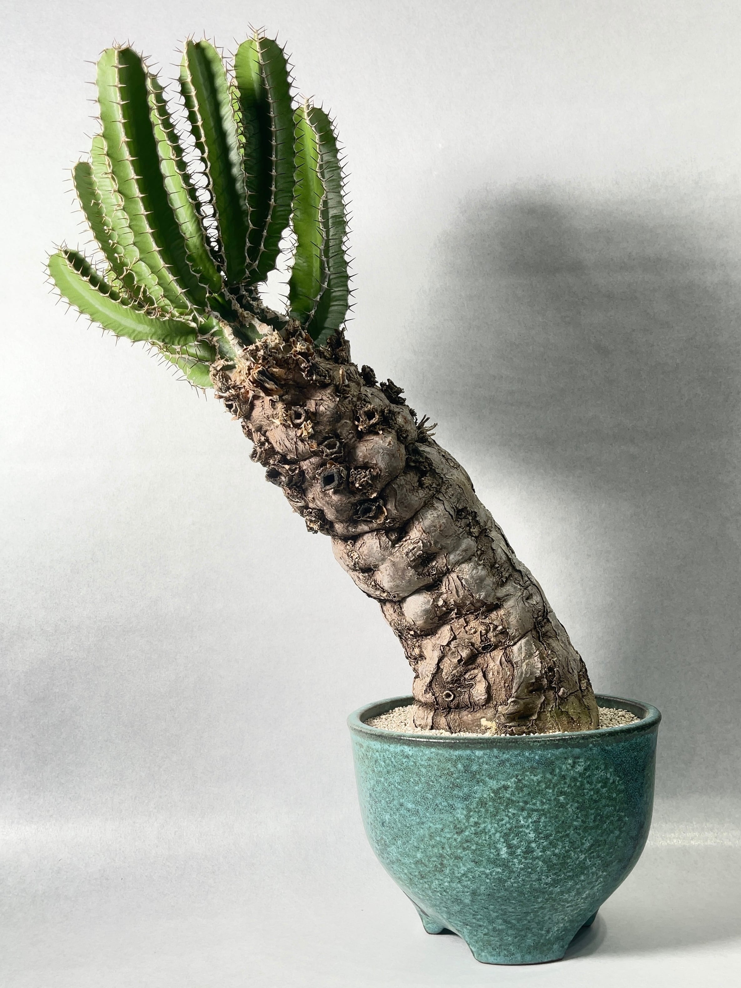 ユーフォルビア・ムランジーナ | trigger