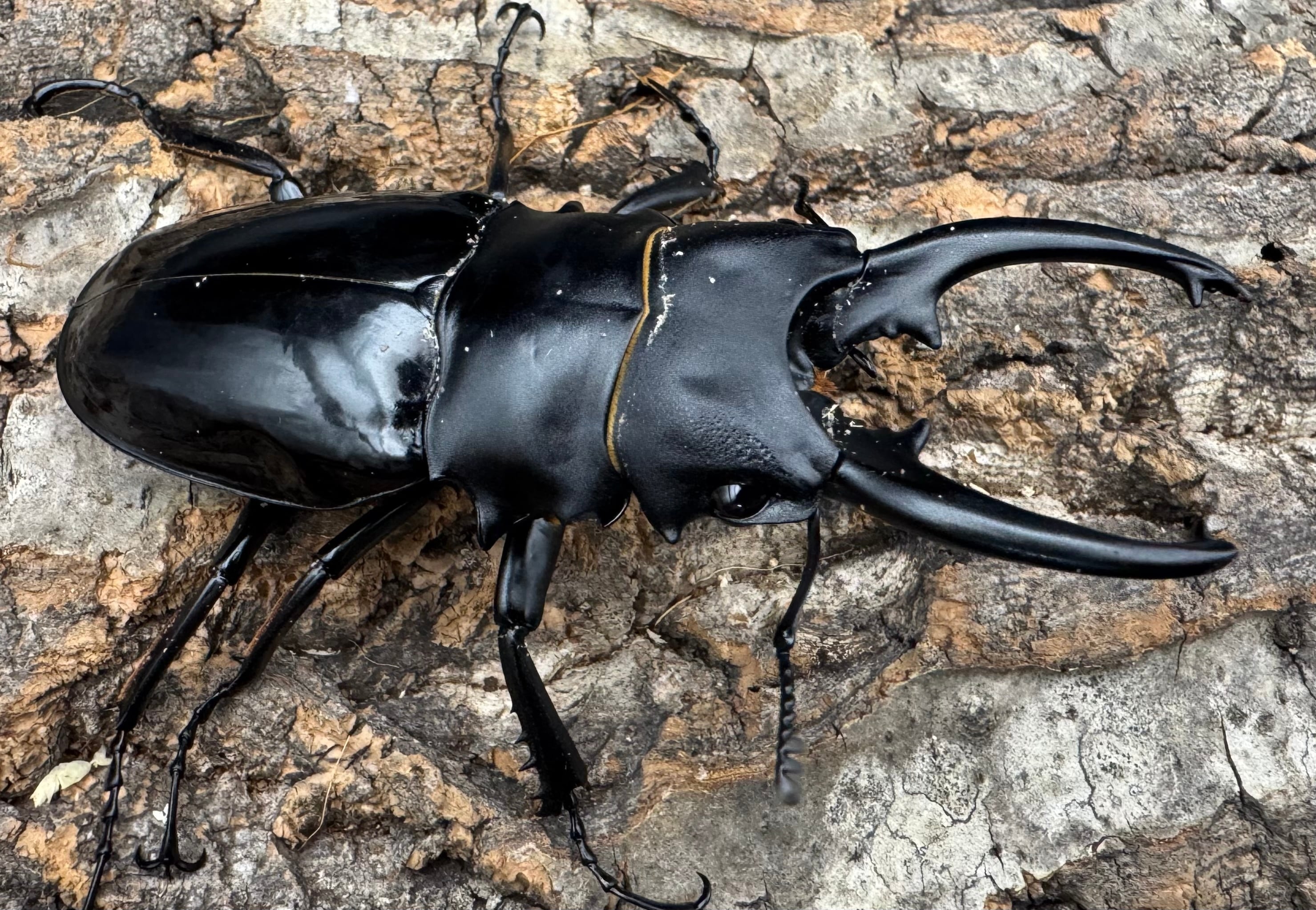 WD】《ベリコサツヤクワガタ 86mm A'品ペア》 | KPW公式オンラインショップ