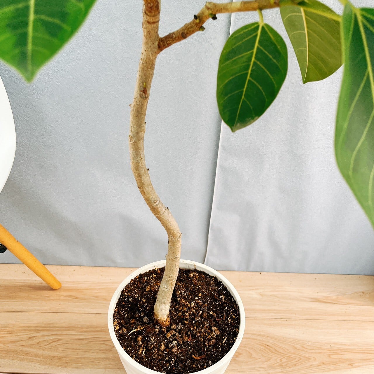 現品］95番 フィカス アルテシマ 曲がり 8号 観葉植物 室内 ゴムの木