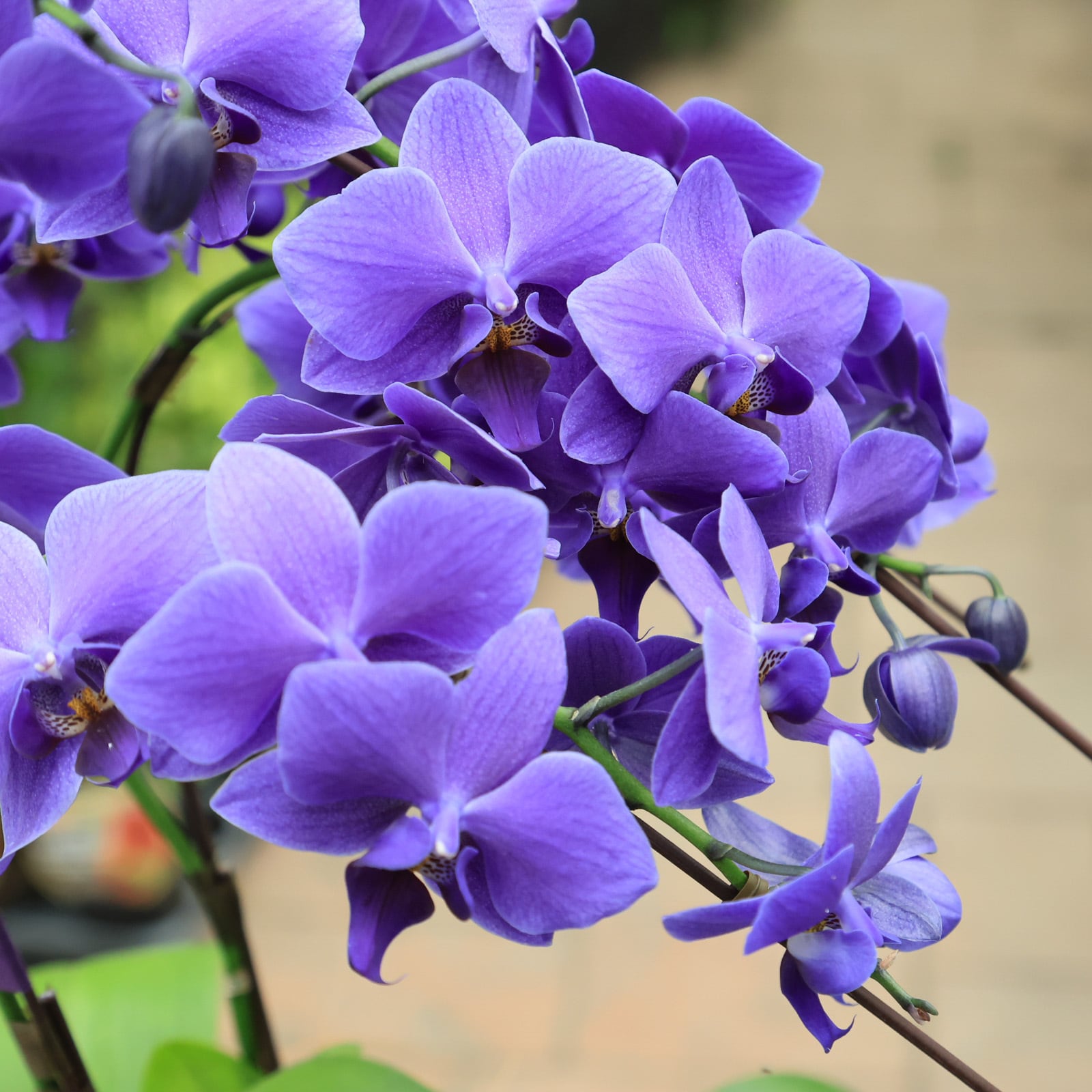 ③正規品 希少品種 胡蝶蘭 コチョウラン ファレノプシス ブルージーン