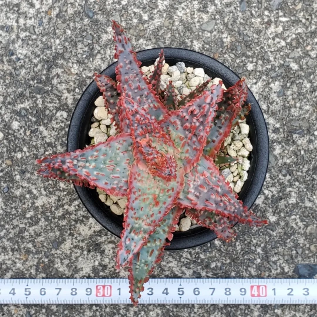 F00385_Aloe Hybrid：アロエ・ハイブリッド（子株） | レアプランツ