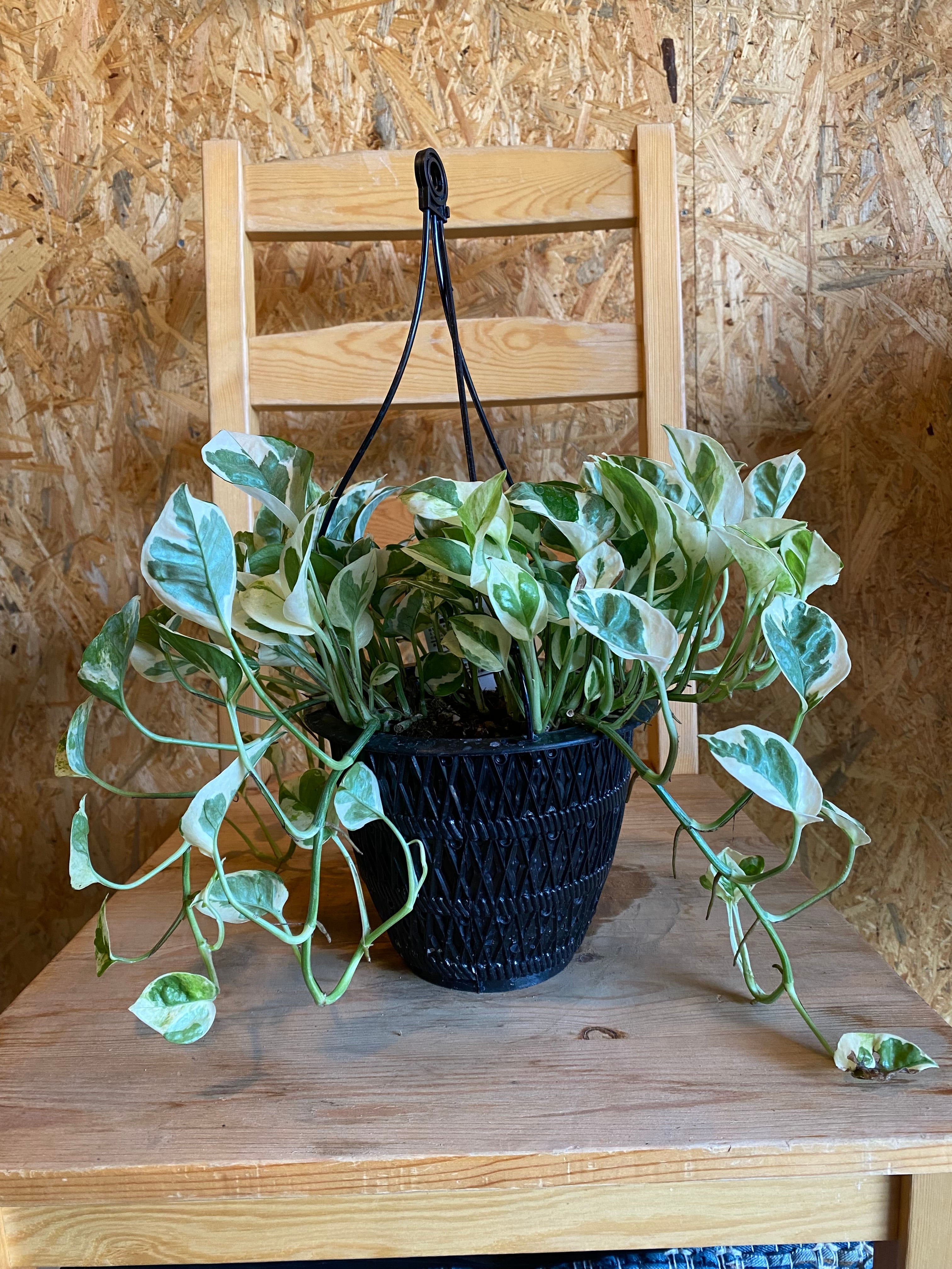 モンステラ 斑入り ホワイトタイガー H90cm W60cm 口径20cm | Garden