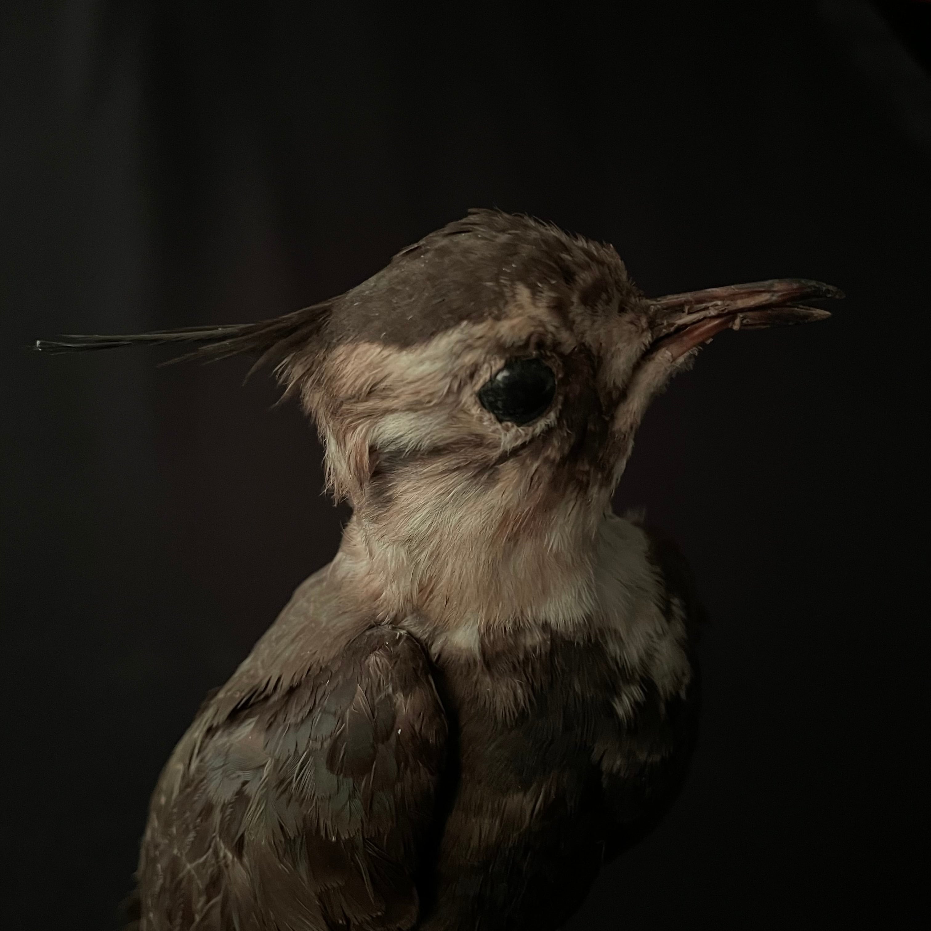 古い鳥の剥製 | quelque jour（フランスアンティーク＆ブロカント）