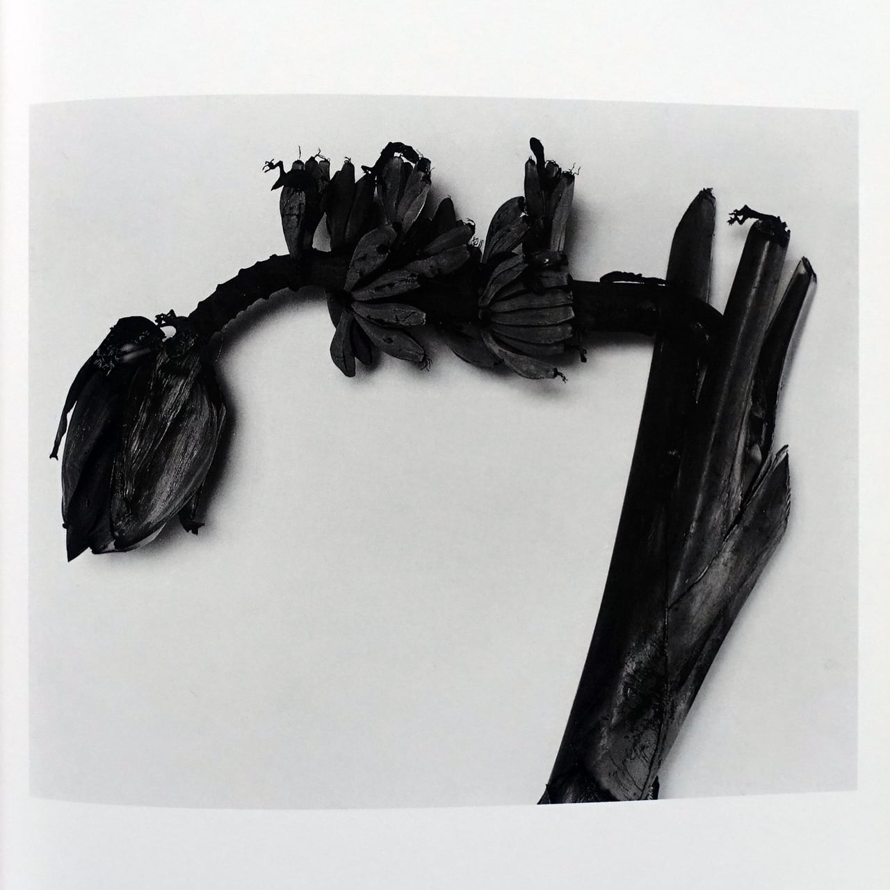 荒木経惟 花陰 | タイムカプセル