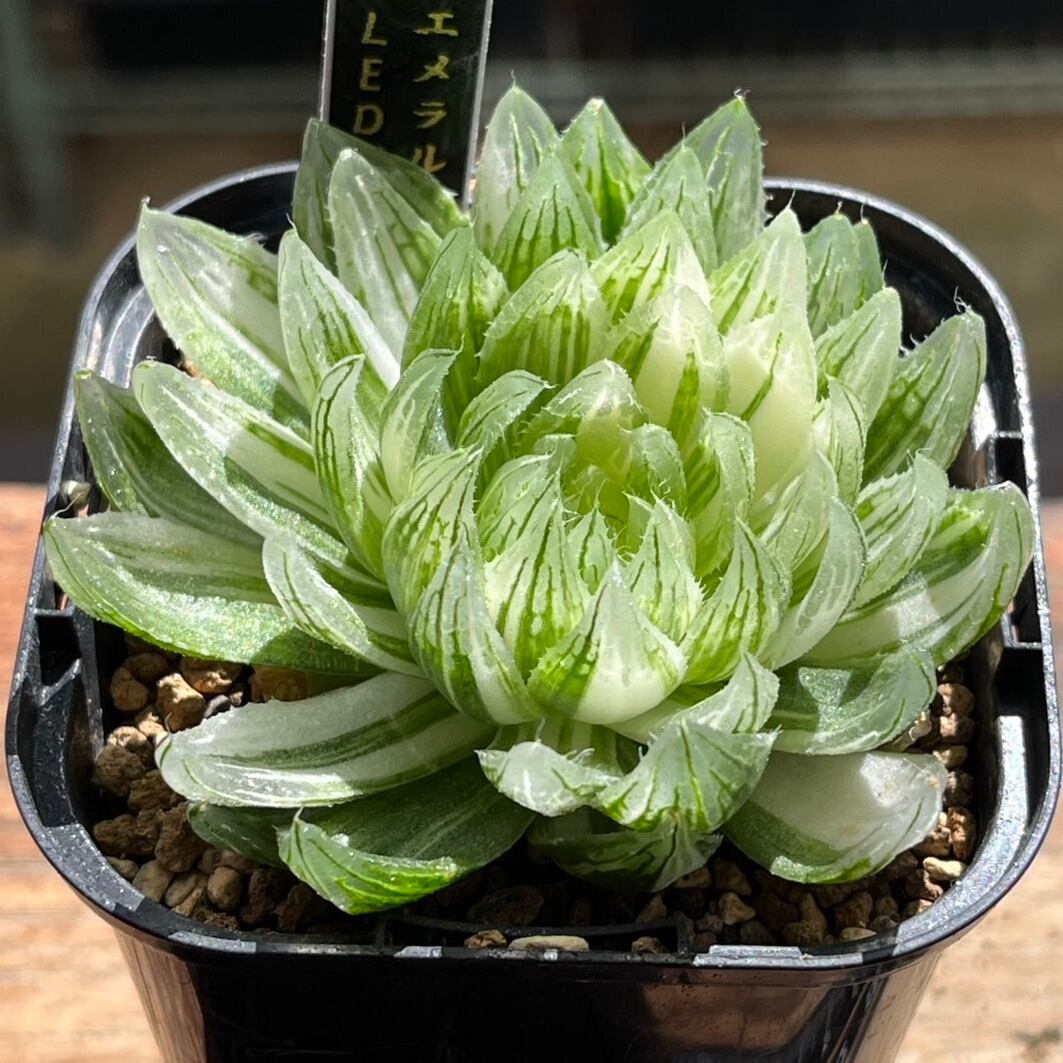 一*様 多肉植物 ハオルチア 太陽の恋人 エメラルドLED変異黄琥珀斑 糊