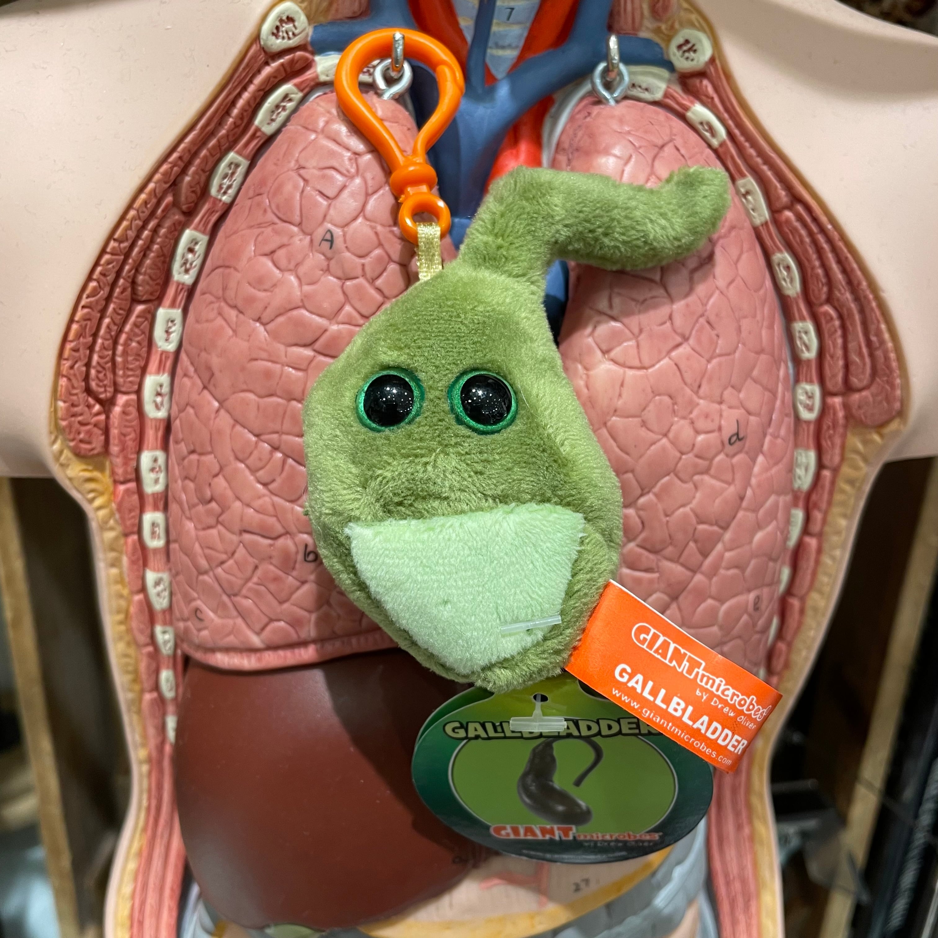 ジャイアントマイクロブス 胆のう | THE STUDY ROOM