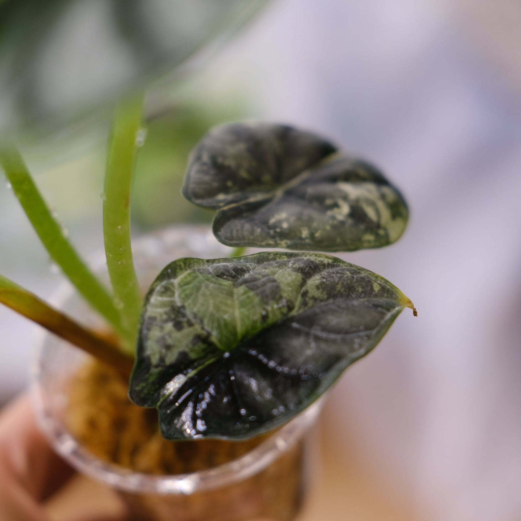 斑入り】Alocasia dragon scale / アロカシア ドラゴンスケール②