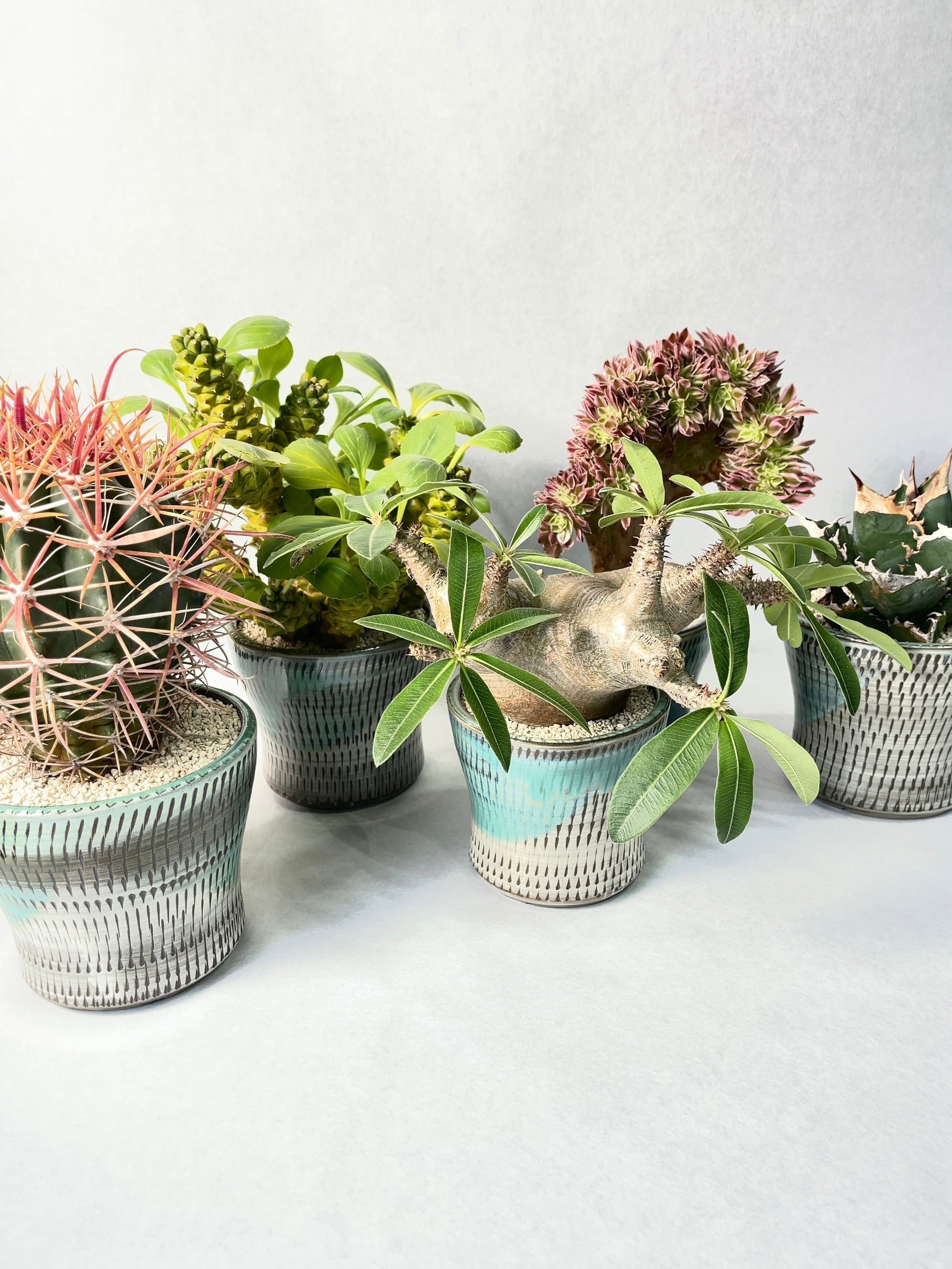 フェロカクタス・刈穂玉 | trigger