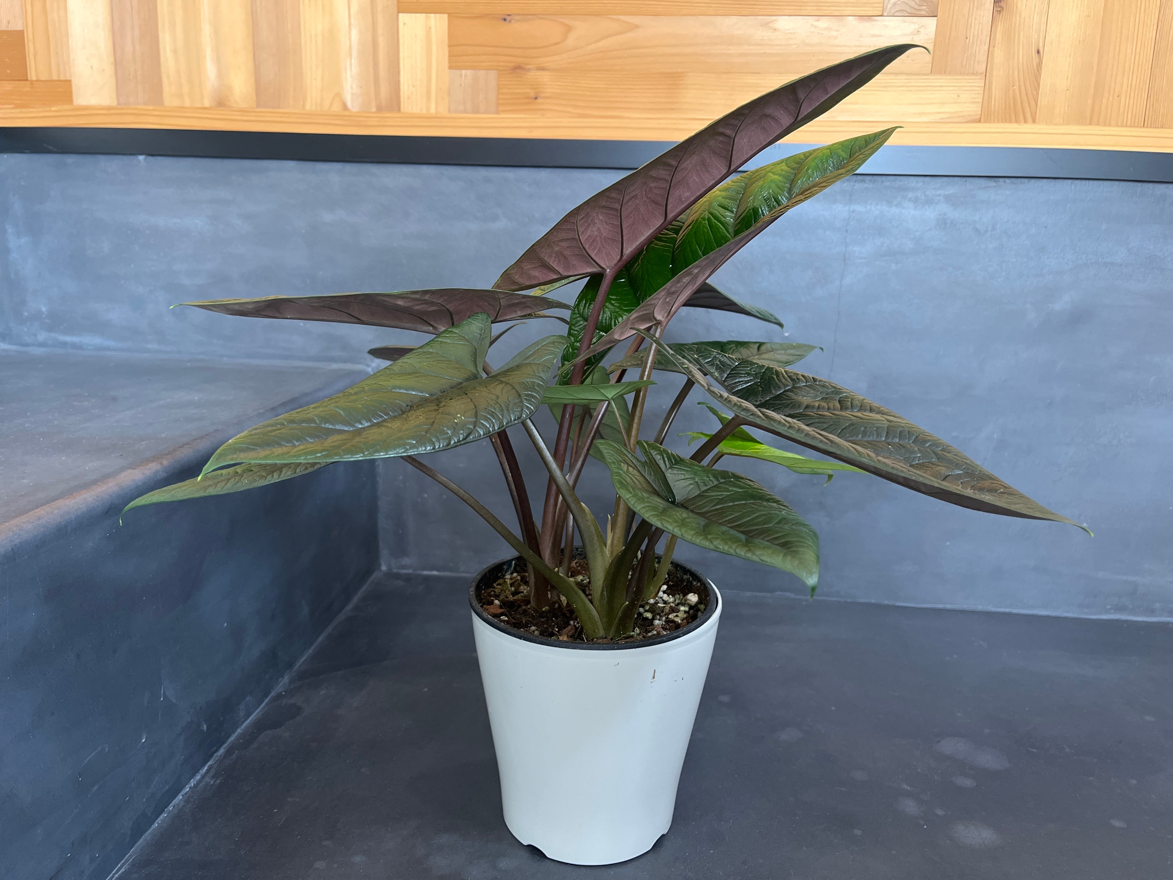 アロカシア スカルプラム 5号 | little green plants MEDETE