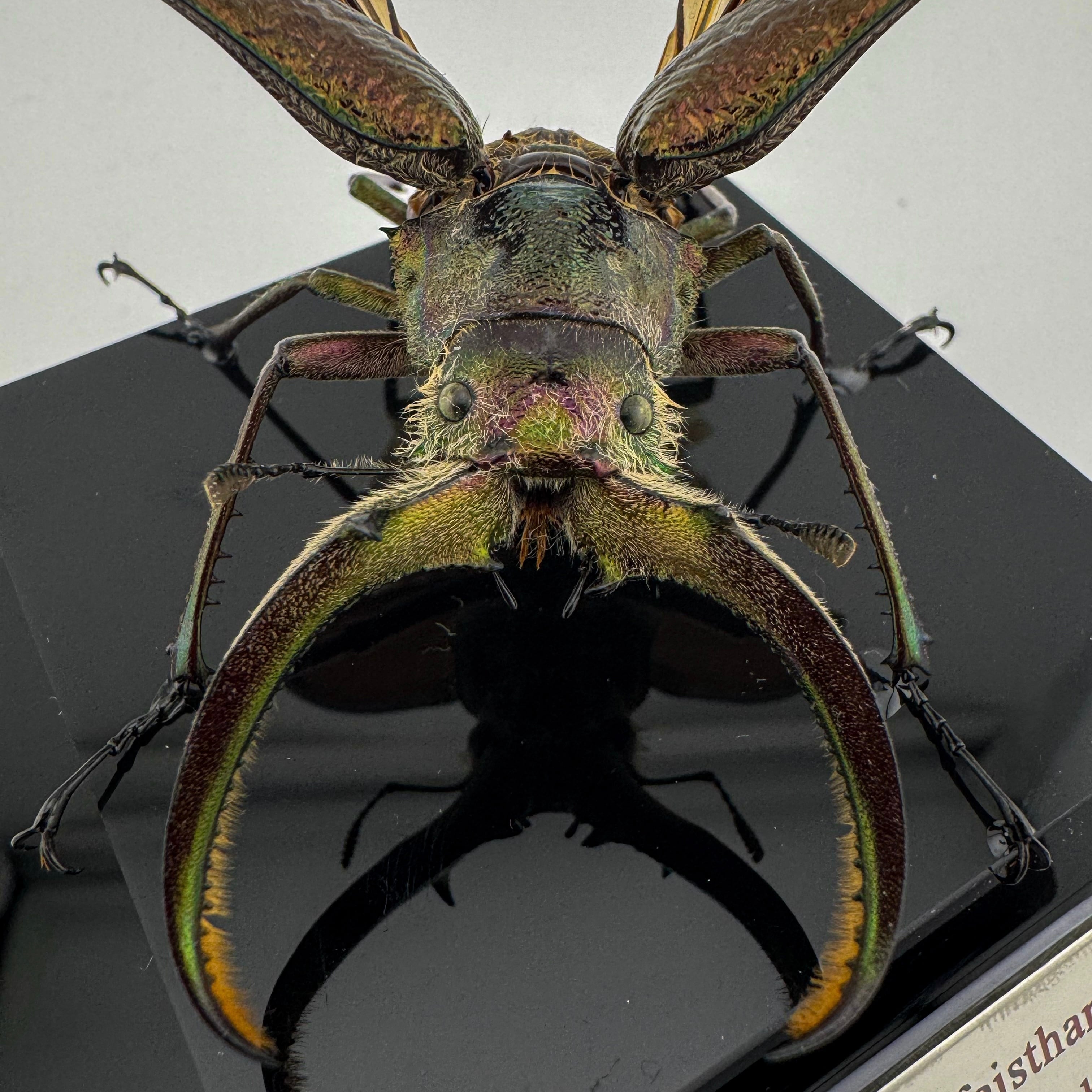 フェイスタメルシワバネクワガタ 飛翔標本 | cielbeetles