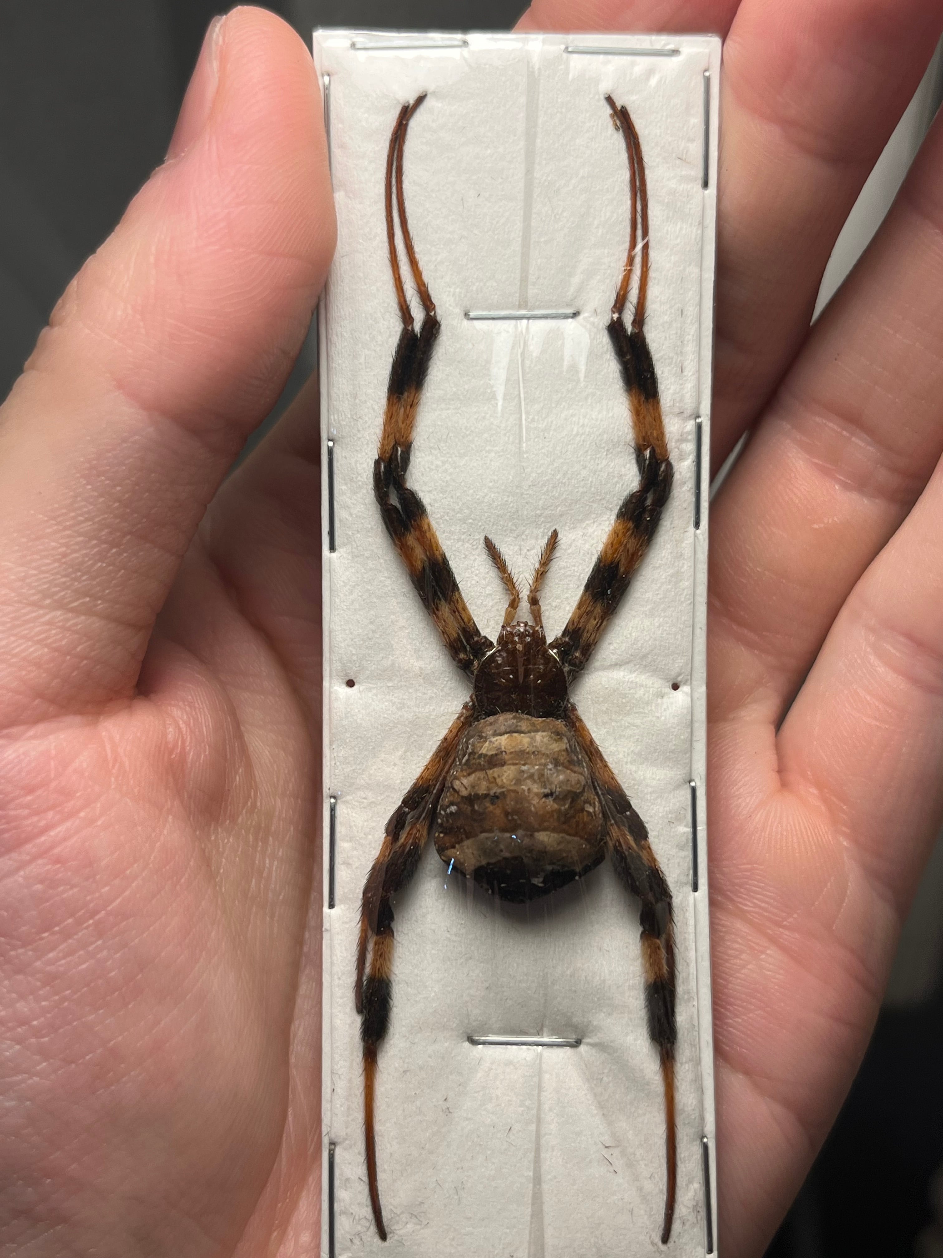 シリキレグモ LS2cm程 タランチュラムカデ蜘蛛センチピード