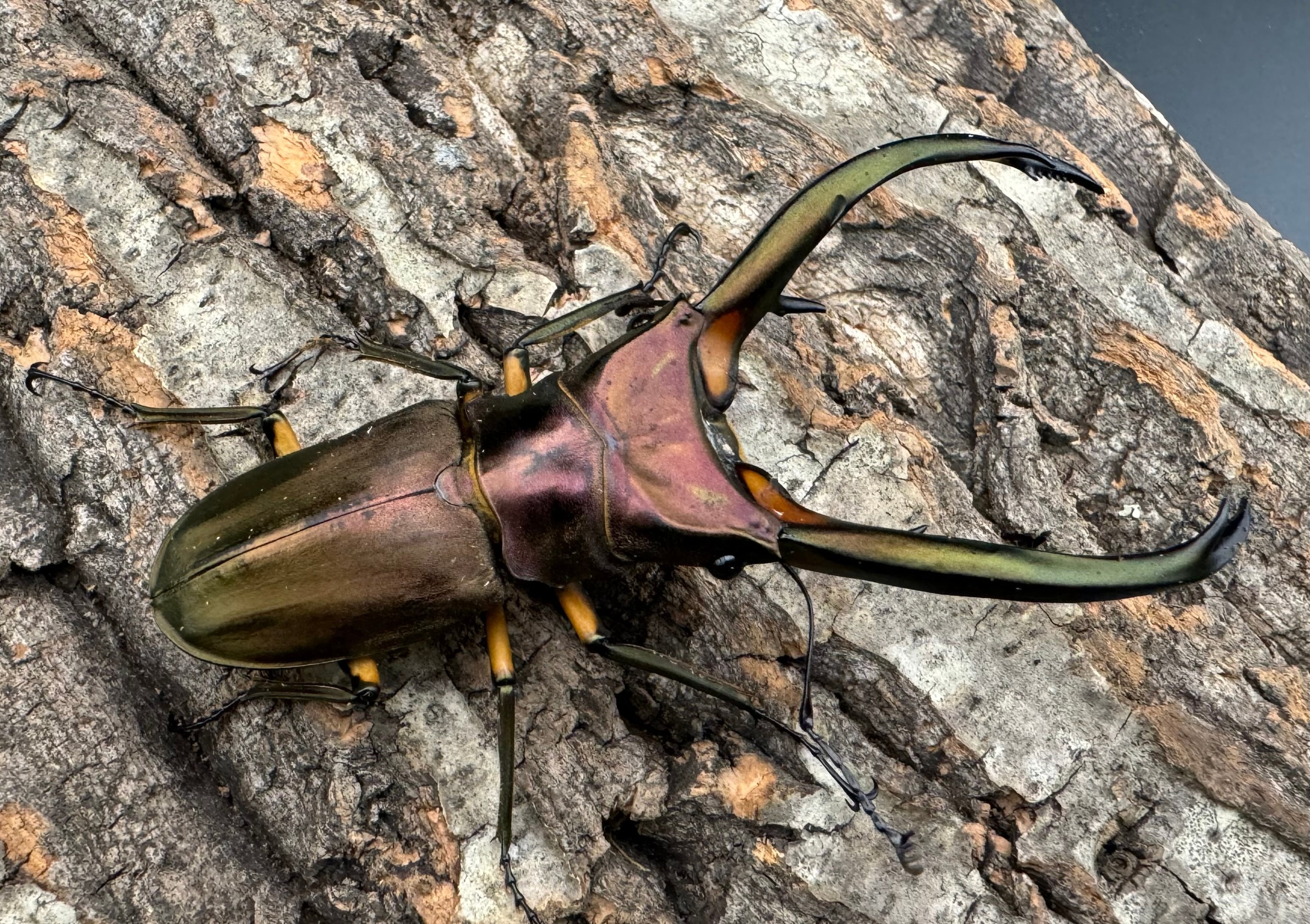 WD】《エラフスホソアカクワガタ 88.5mm ペア》 | KPW公式オンライン